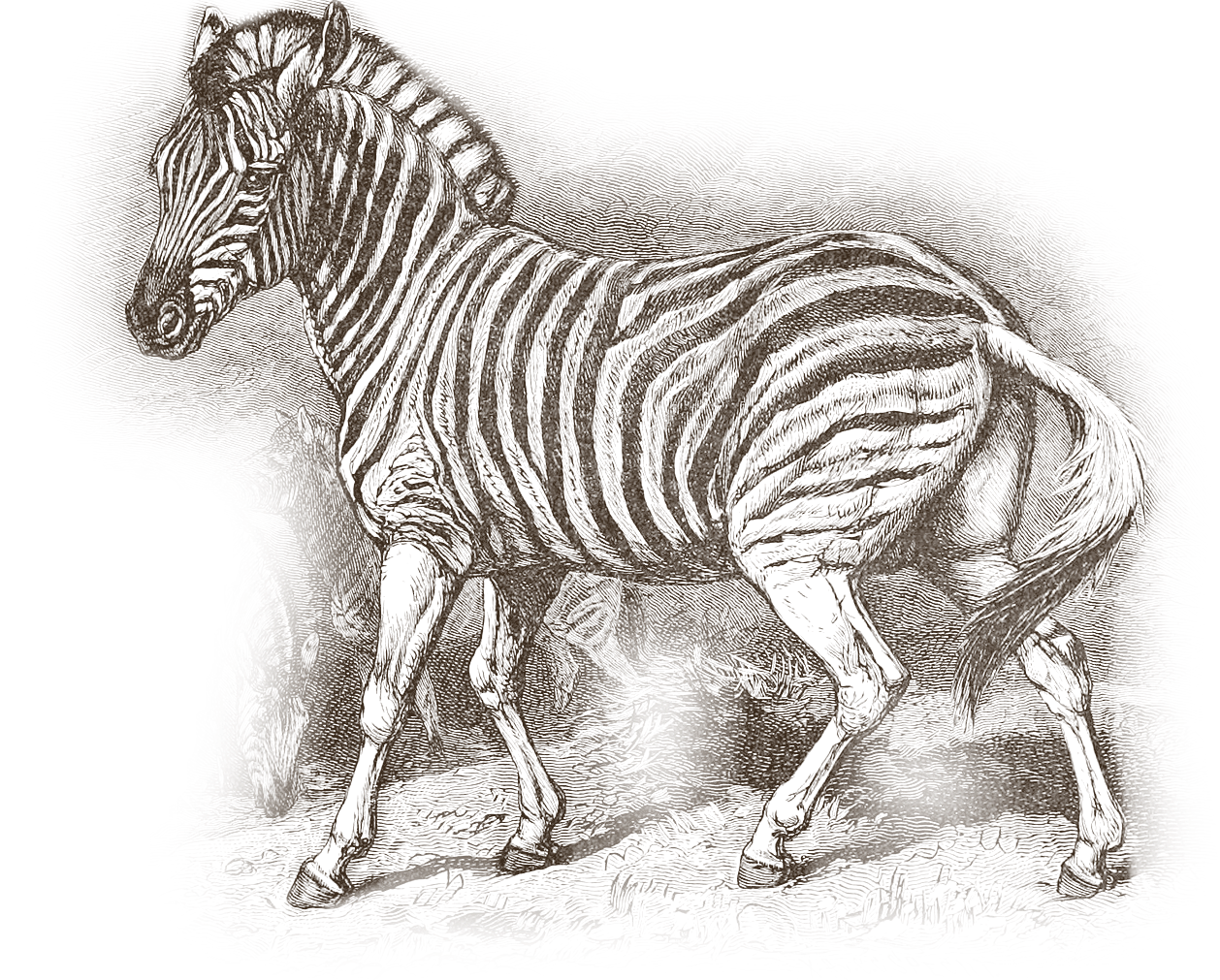 Vintage engraving of a zebra