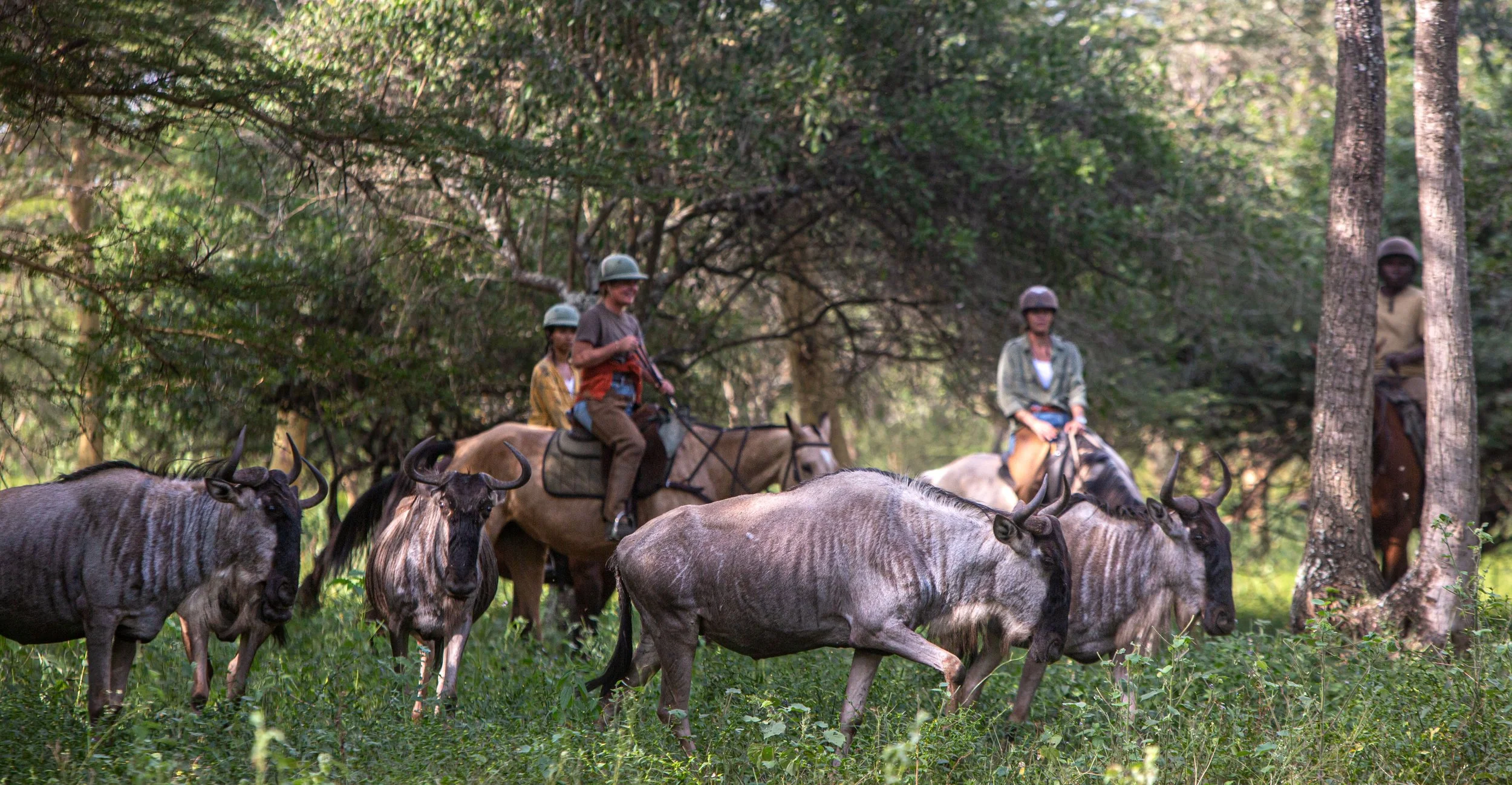 Riders on horseback among wildebeest in the forest near Arusha