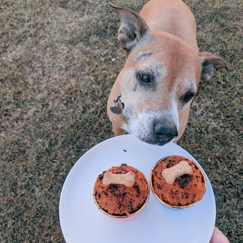 My professional taste testers approve of this product. ✅🧁🦘🐾🐶😂
Message me to order your hypoallergenic pupcakes. 💕