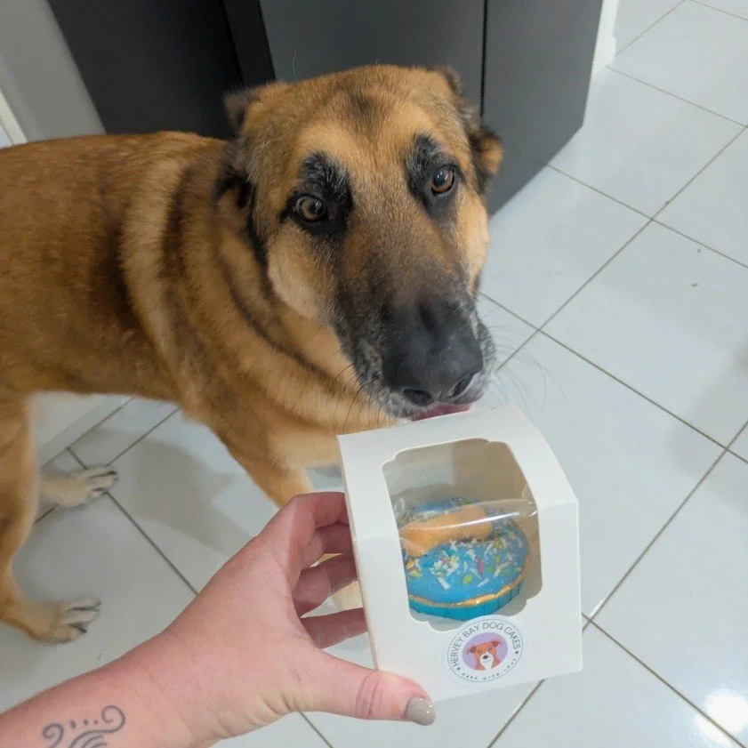 Delivery for bandit. Happy birthday buddy! 🎉 🧁 🐾 💙
