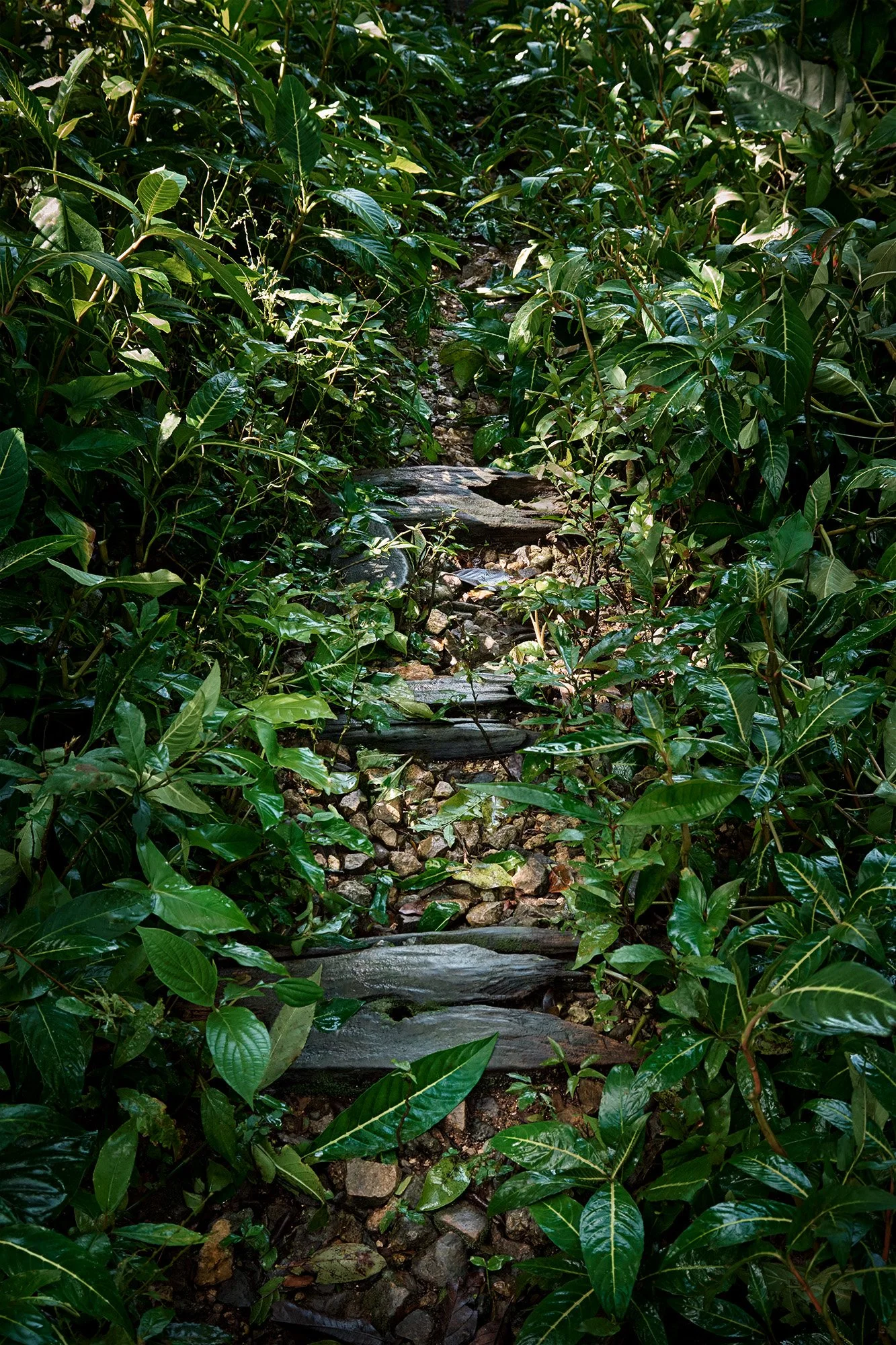 Lost Line