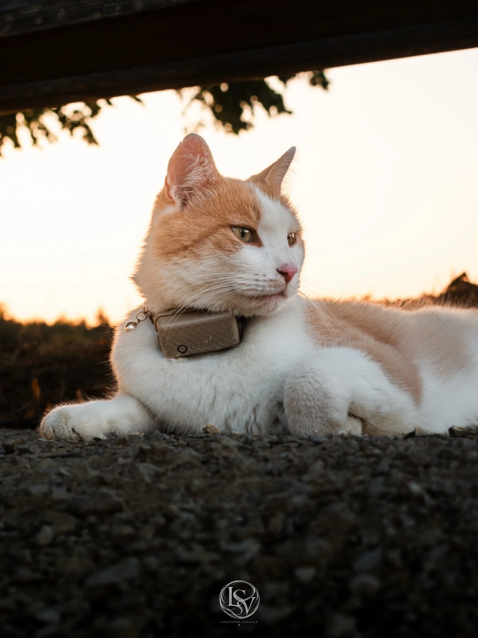 Manchmal sucht man das perfekte Motiv
Und manchmal findet das Motiv einfach dich. 🐈🌅
-
Camera: Nikon D5600 
Lens: AF-P DX NIKKOR 18&ndash;55mm VR 
Filter: K&amp;F Concept (CPL / Black Mist / ND) 
Settings: 24MP &bull; ISO 100 &bull; 82mm &bull; f8 