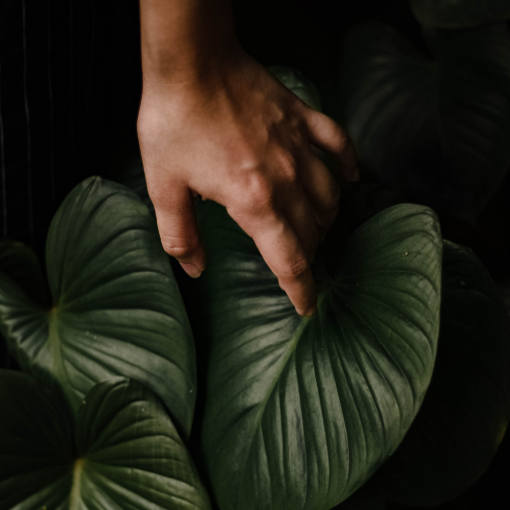 A person's hand gently touching a large, dark green, glossy leaf of a plant.