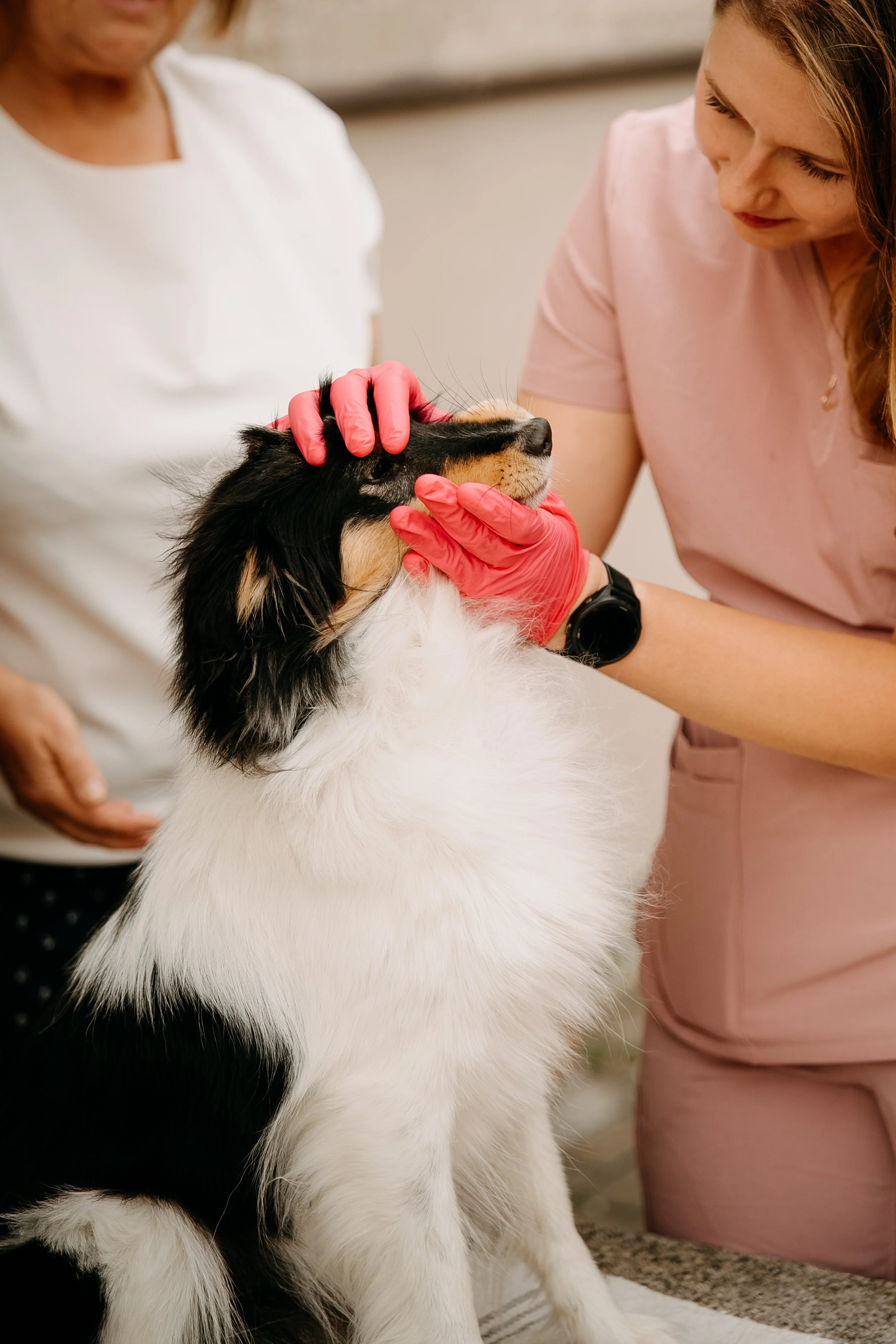 Veterinářka prohlíží pejskovi zuby u nich doma