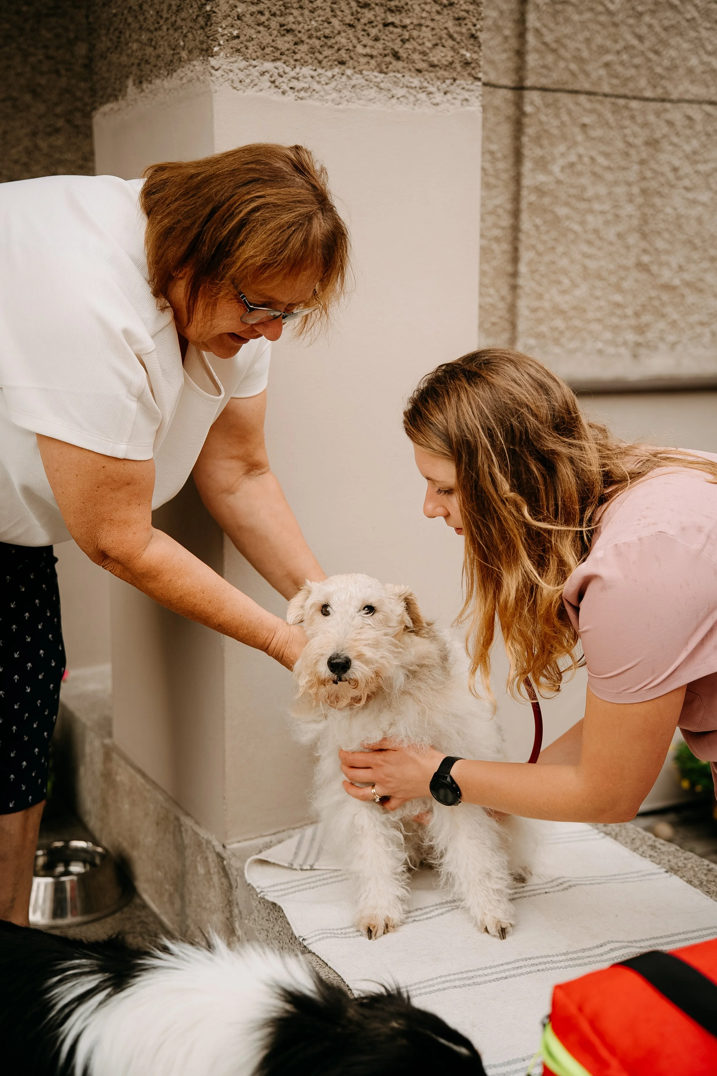 Veterinářka prohlíží pejska seniora v klidu domova