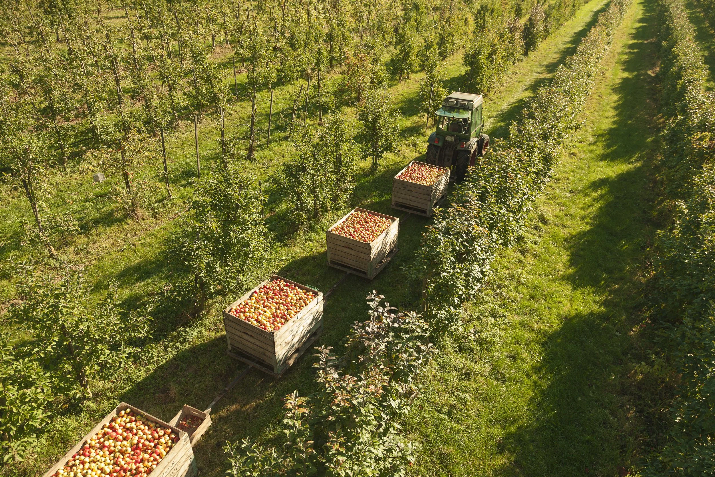 Ein Traktor fährt durch Apfelbäume im Apfelhain, die Bäume sind voll mit Äpfeln, in Wagen sind viele Apfel gesammelt.