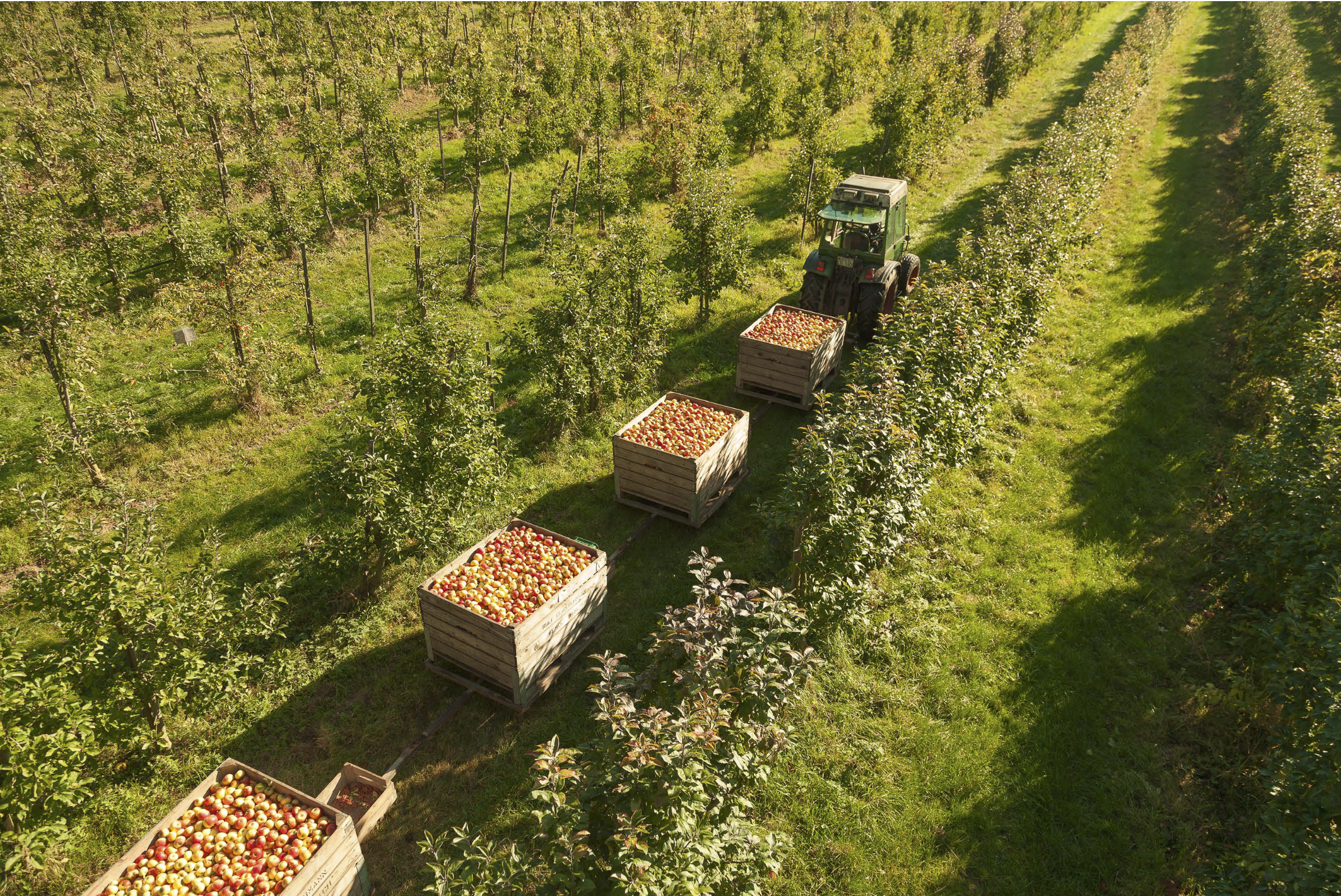 An aerial view of an orchard with rows of apple trees and a green tractor pulling wagons filled with harvested apples.