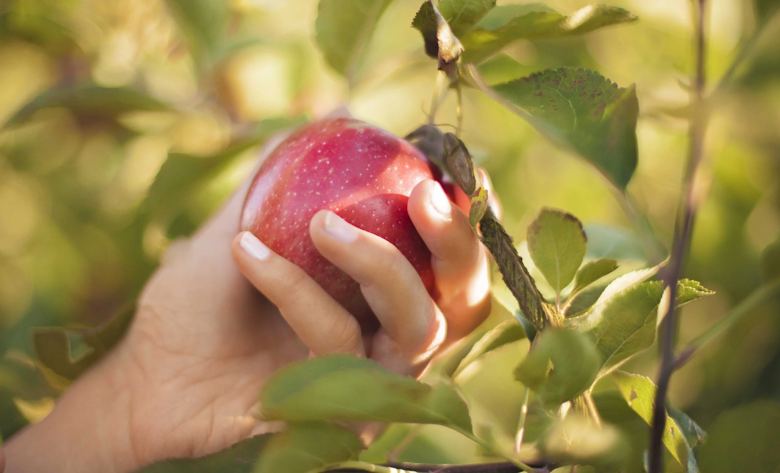 Nahaufnahme einer Hand, die einen roten Apfel an einem Baum pflückt, umgeben von grünen Blättern.