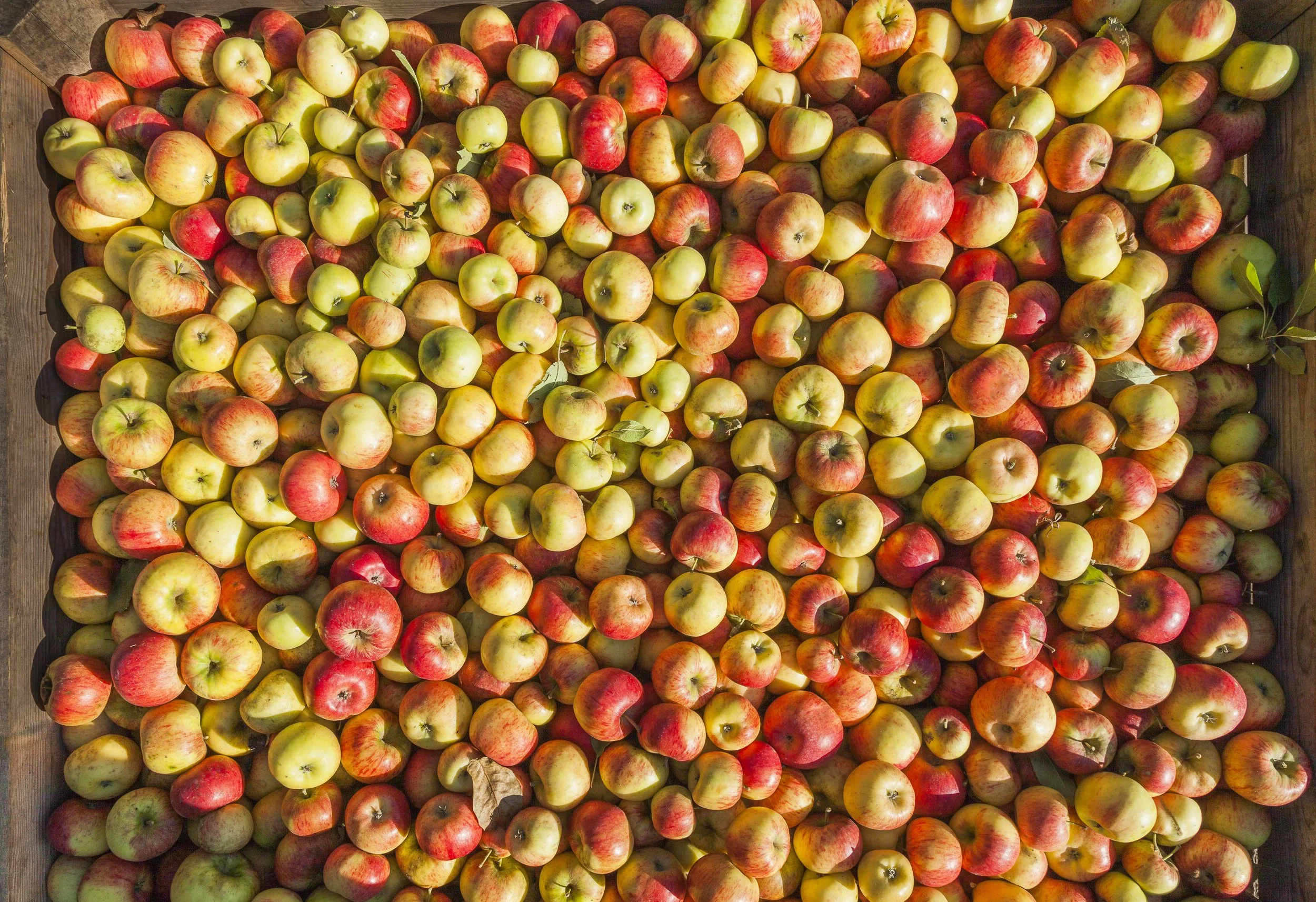 Eine große Menge Äpfel verschiedener roter, gelber und grüner Sorten, die auf einem Holztablett liegen.