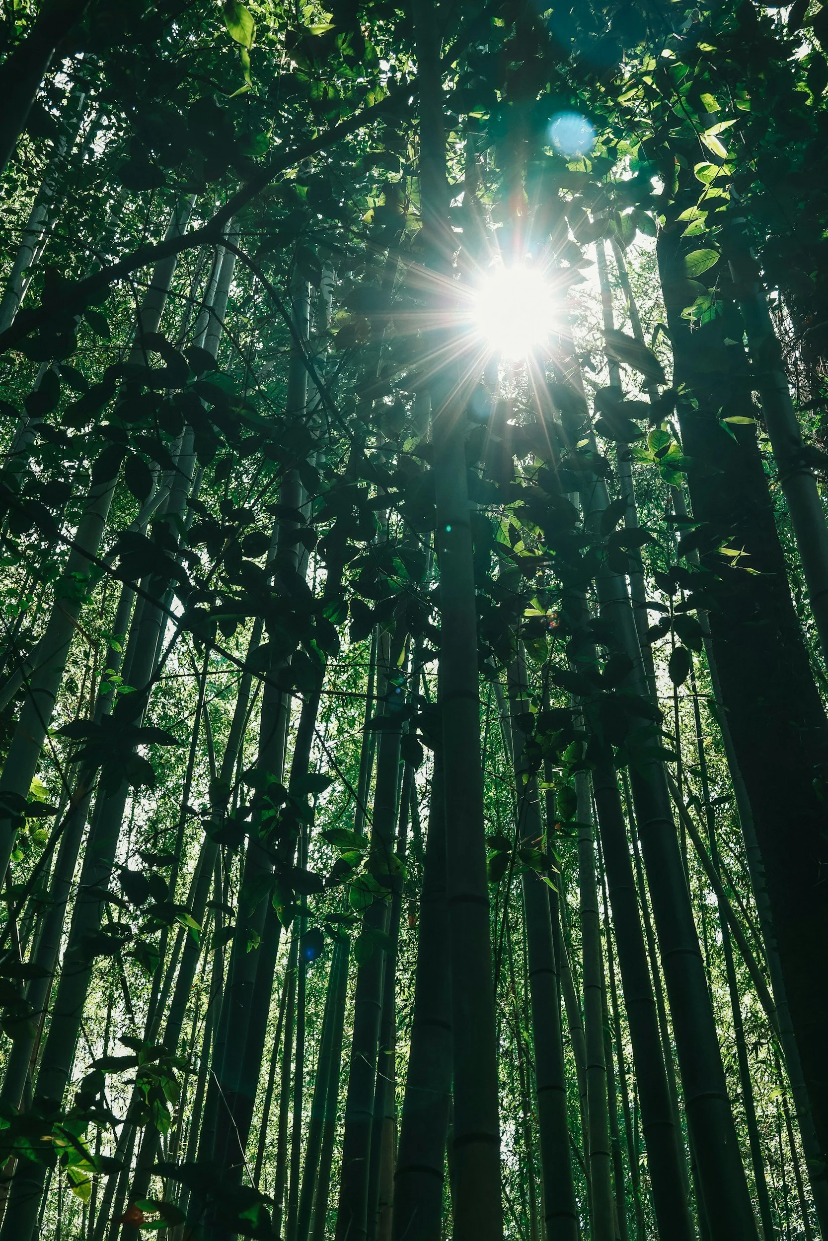 Sunlight filters through bamboo forest with dense green leaves and tall bamboo stalks.