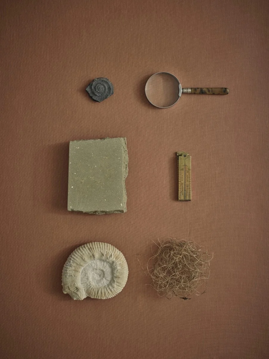 A photograph of various objects on a brown background, including a seashell, a piece of coral, a stone, a small magnifying glass, a ruler, and a mineral or fossil.