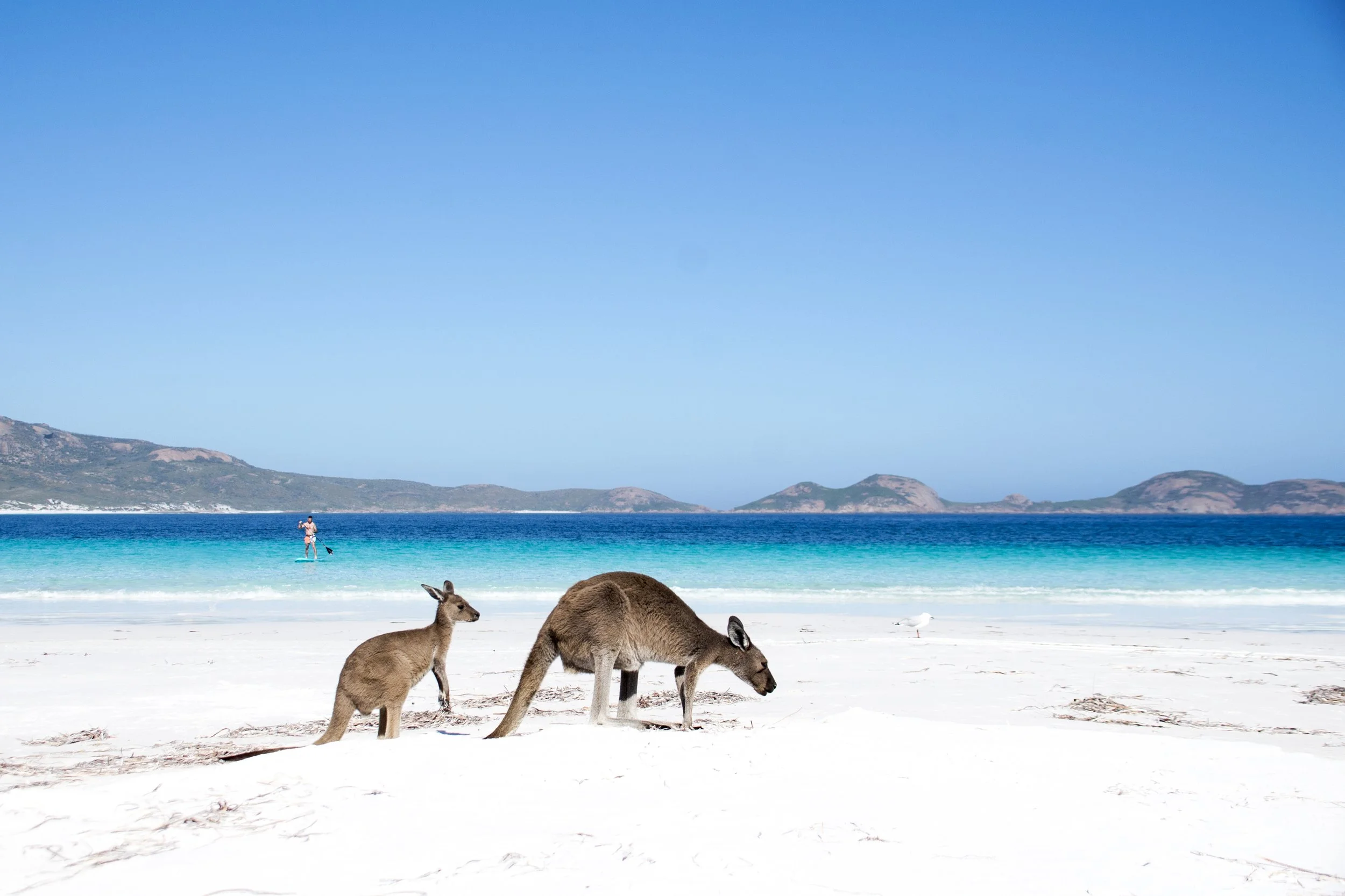 Mother and joey Kangaroos at Lucky Bay, Esperance.JPG