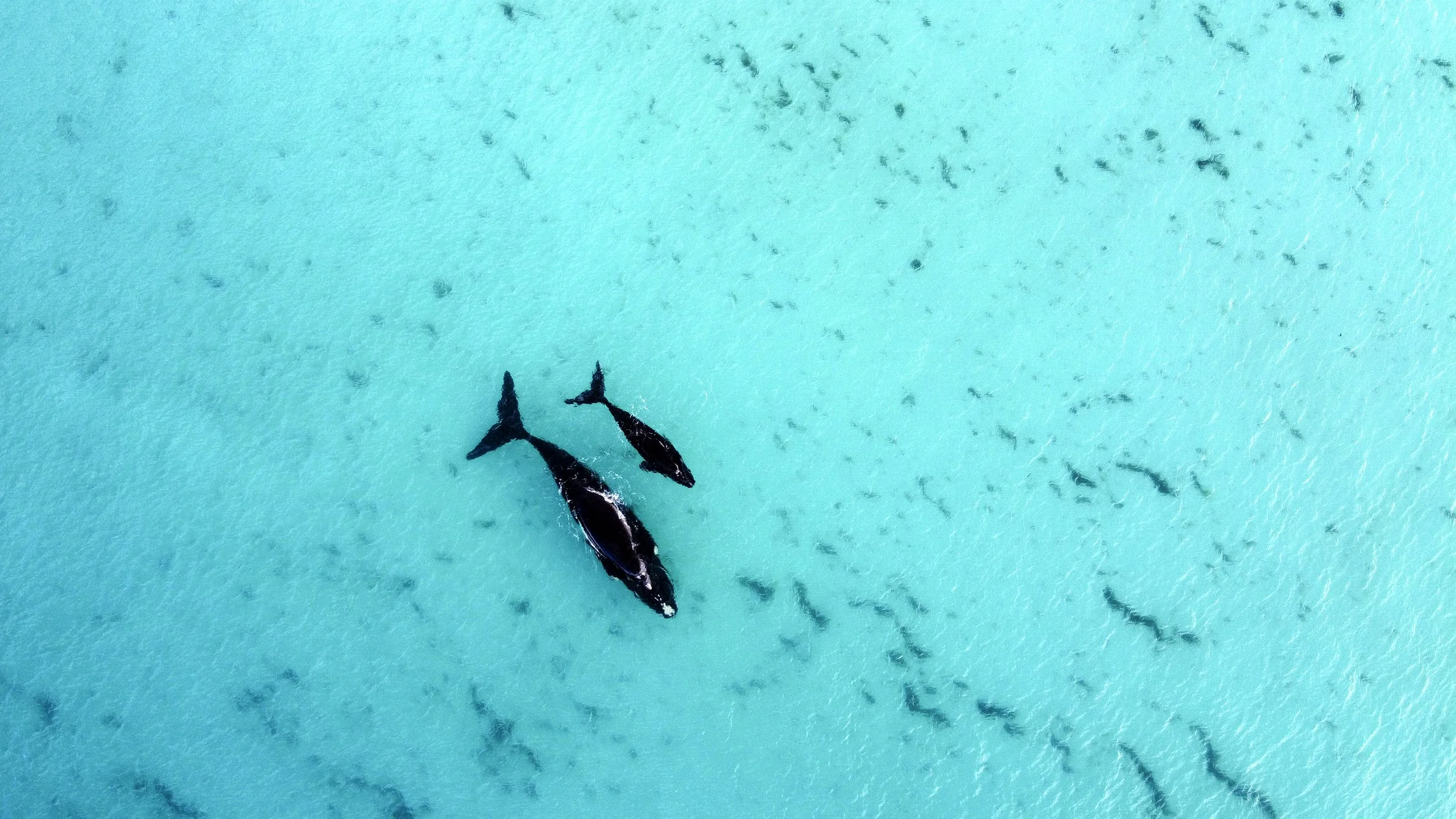 Whales at Twilight, Esperance.jpg