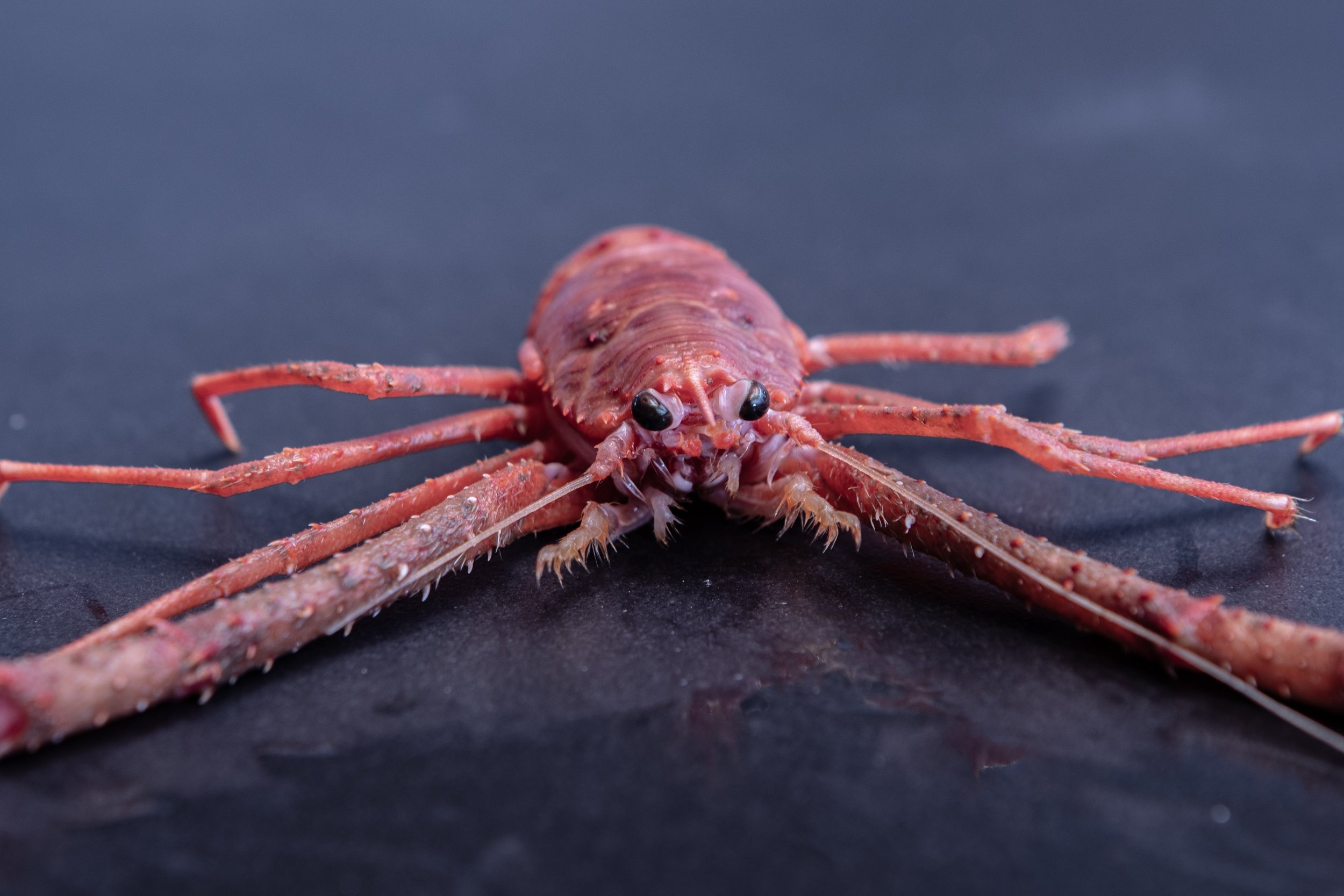 Close-up of a red-orange hermit crab with black eyes on a dark surface.