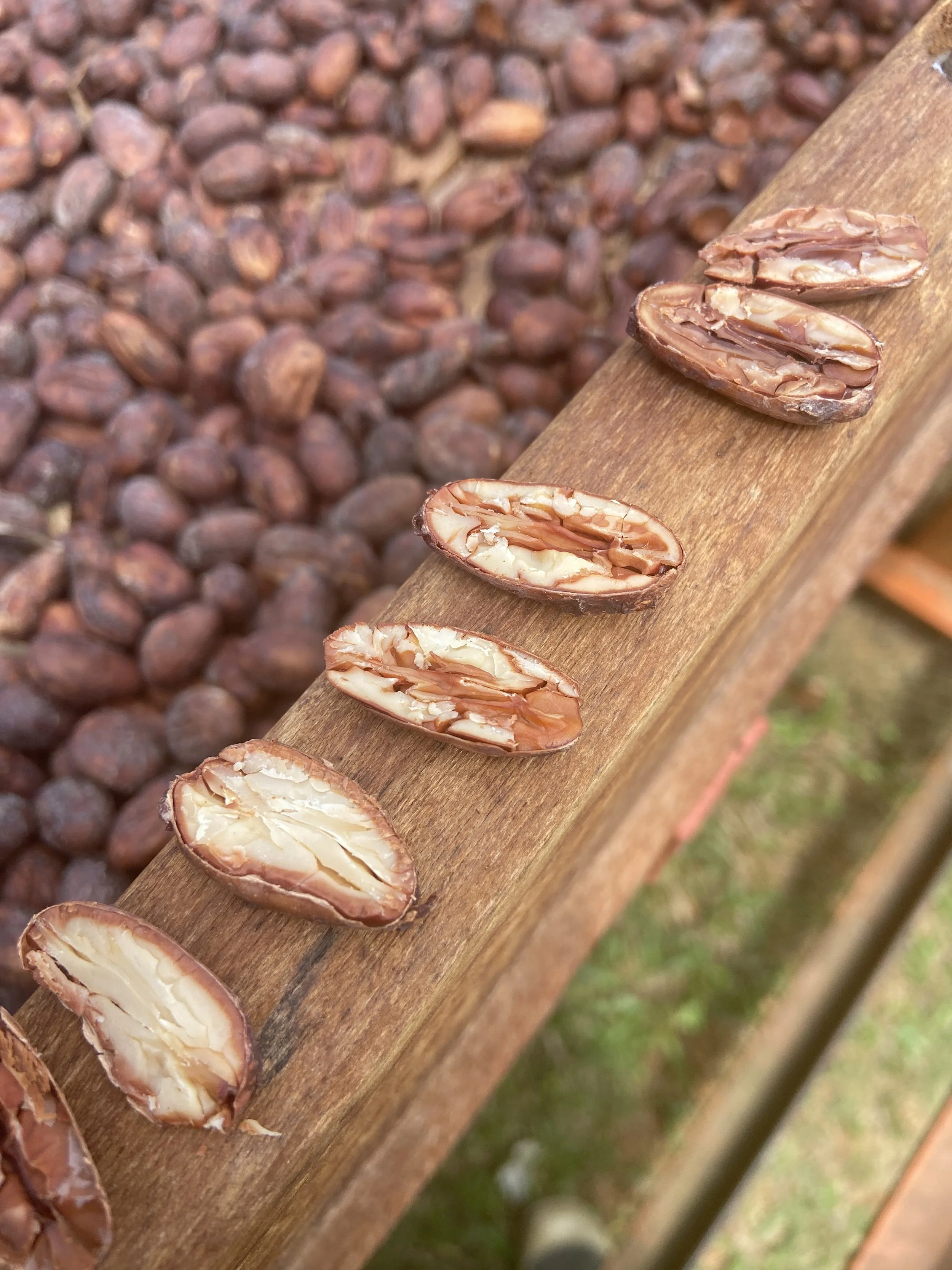 Dried-Betulia.jpeg
