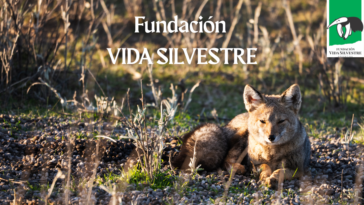 Vida Silvestre