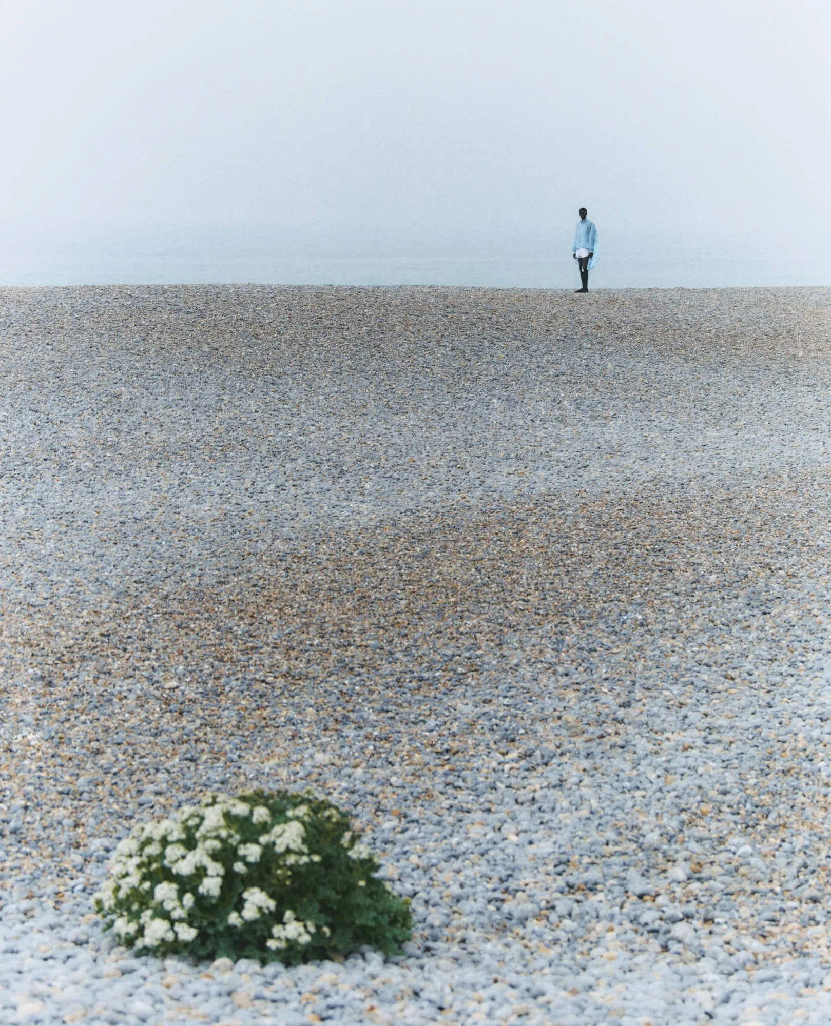 A solitary plant with white flowers growing on gravel ground, with a person standing in the distance near the water under a foggy sky.