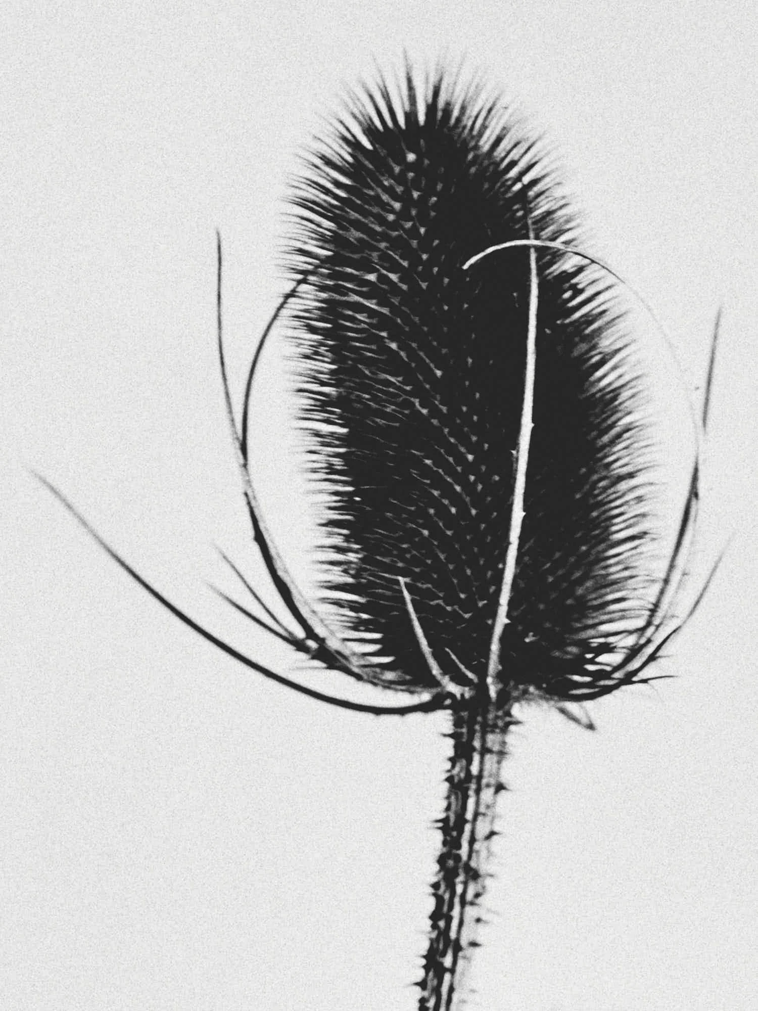 Black and white close-up of a plant with spiky, feathery seed heads and a long, thin stem.
