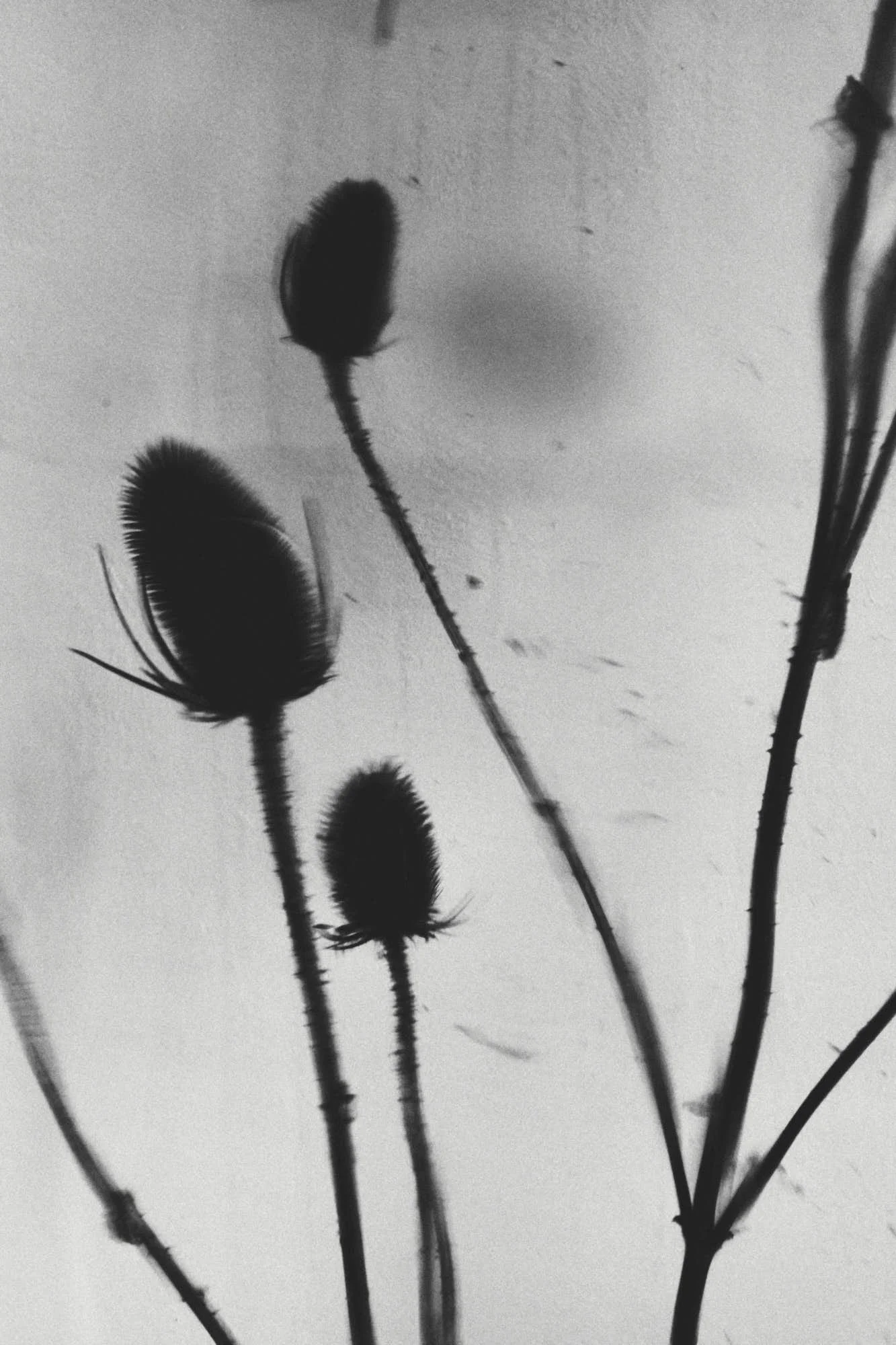 Close-up of dried thistle plants silhouetted against a cloudy sky.