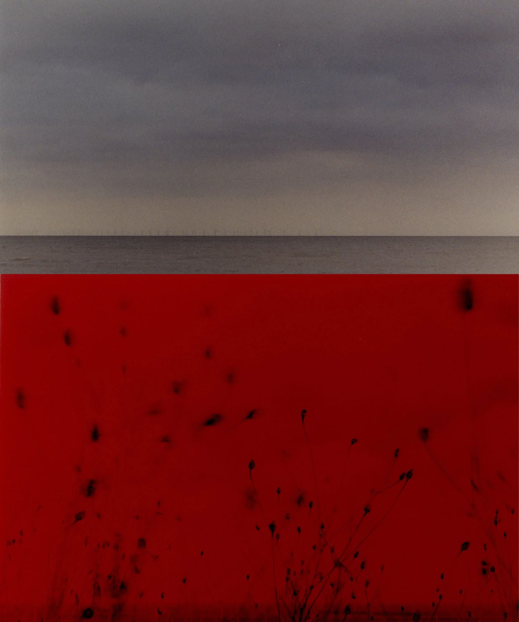 A landscape with silhouettes of tall, thin trees with sparse branches on a red background, with some dark spots on the sky and ground.