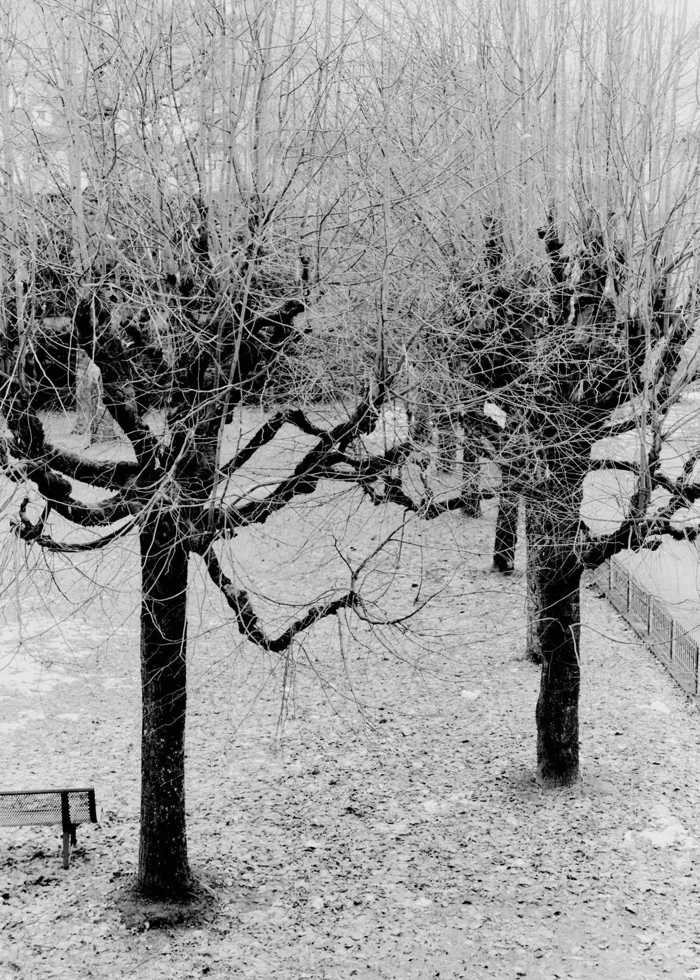 Two trees in a snow-covered yard with thin, leafless branches and a fence in the background.