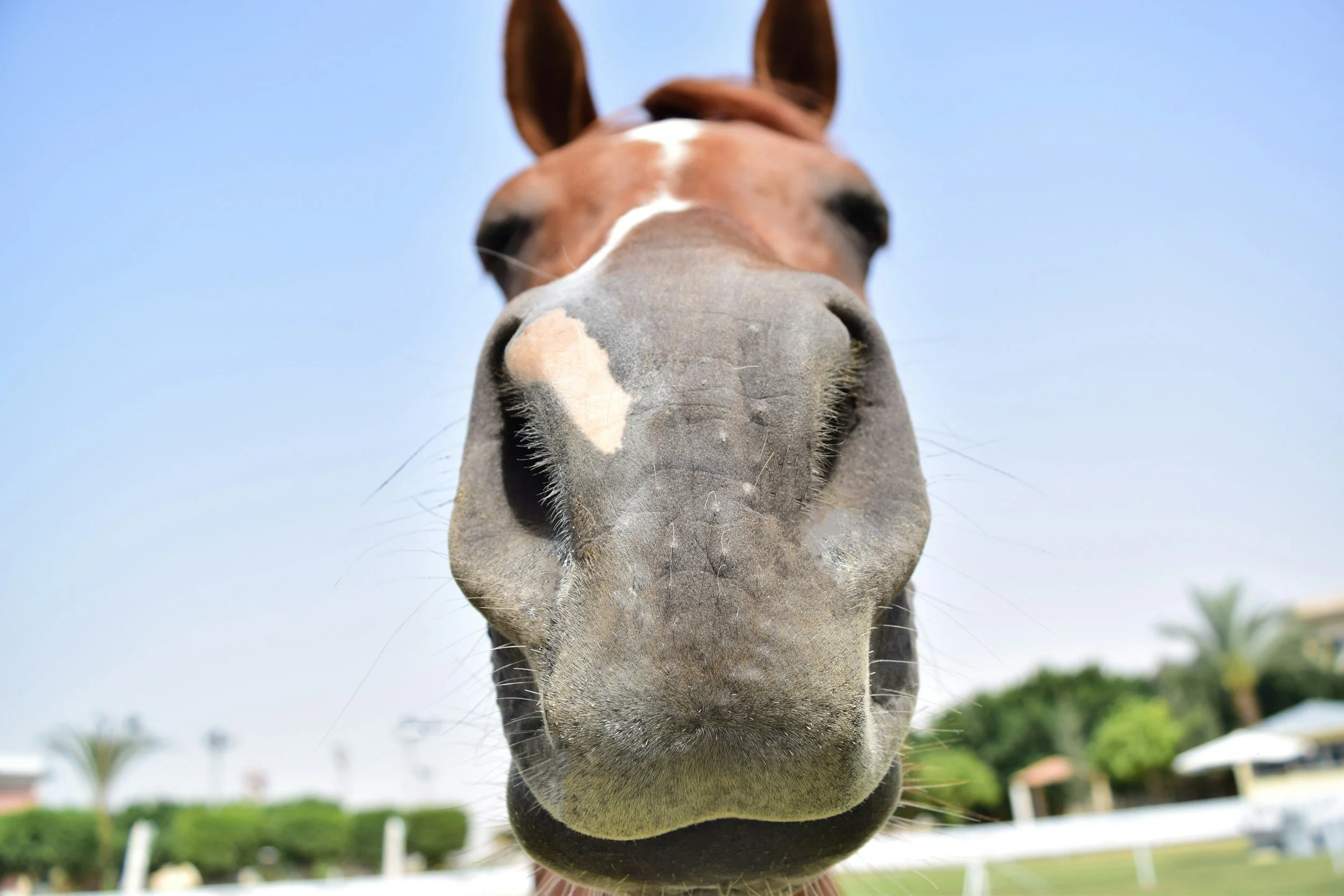 Does this sound like your horse?