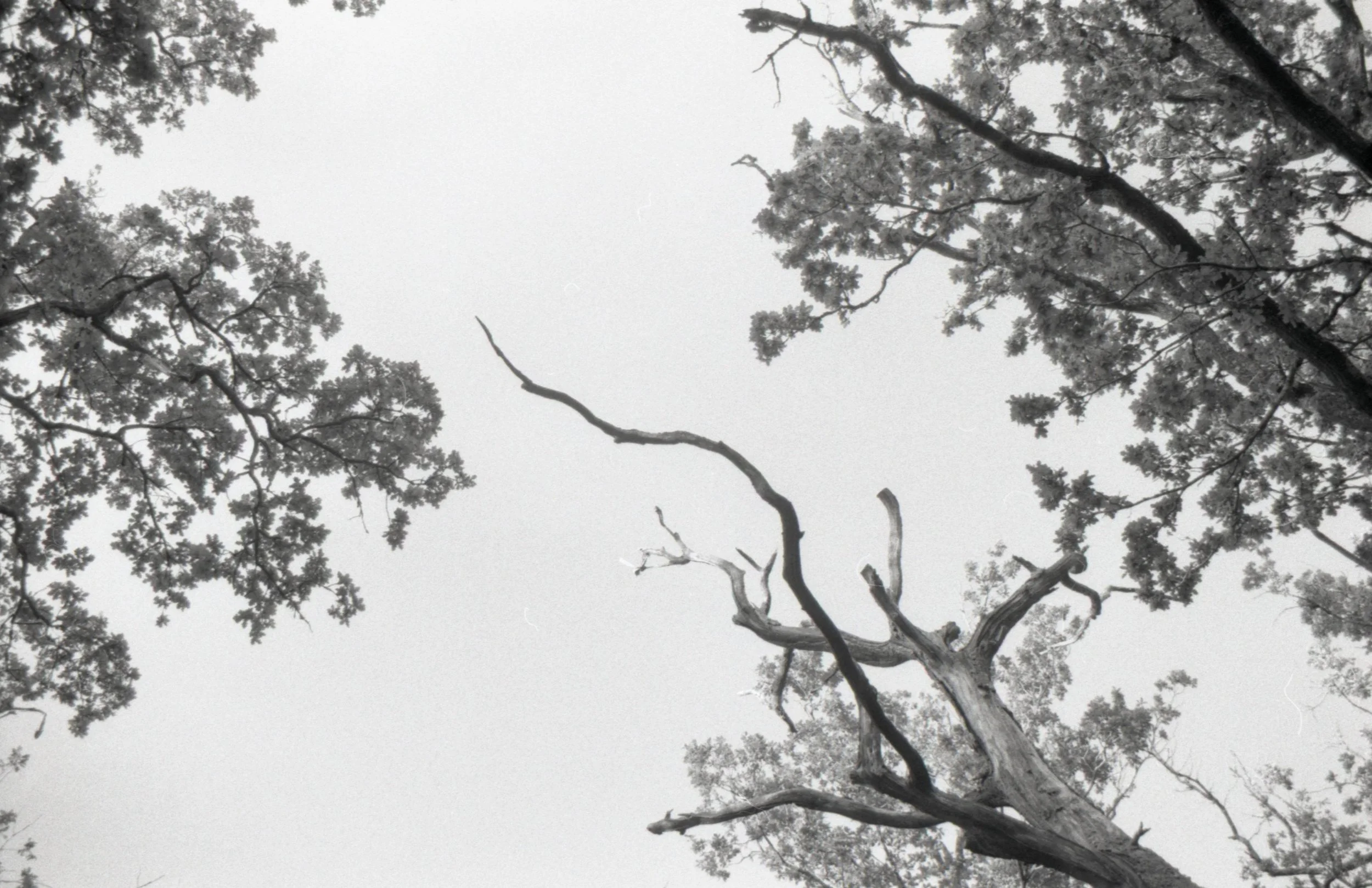hp5 plus img33.jpg