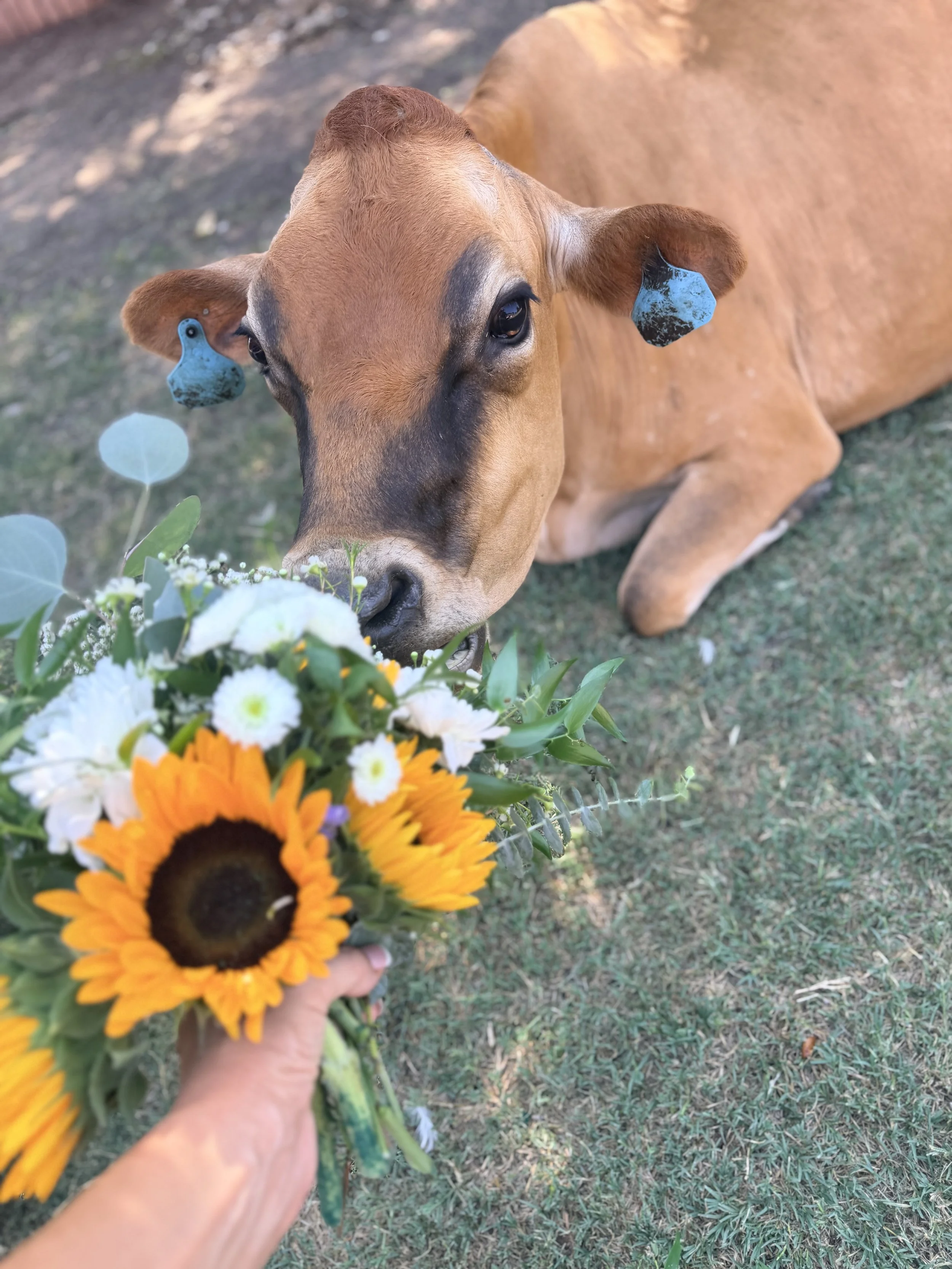 A young brown cow lying on grass, looking at the camera, with a person holding a bouquet of colorful flowers in the foreground.