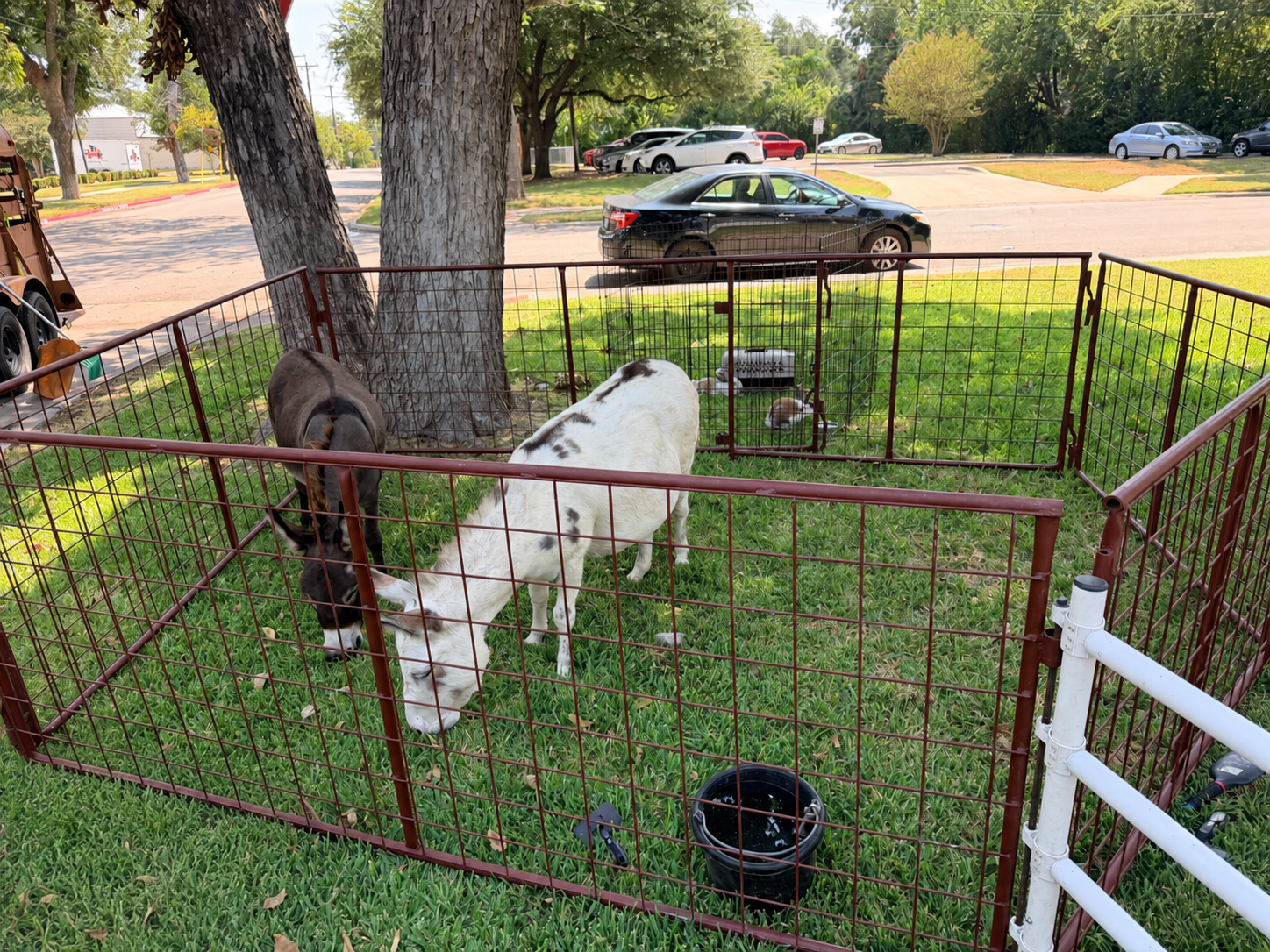 Two goats, one black and white and the other brown, are inside a fenced enclosure on a grassy area. The white goat is drinking from a black water bucket. In the background, there are trees, parked cars, and a street.