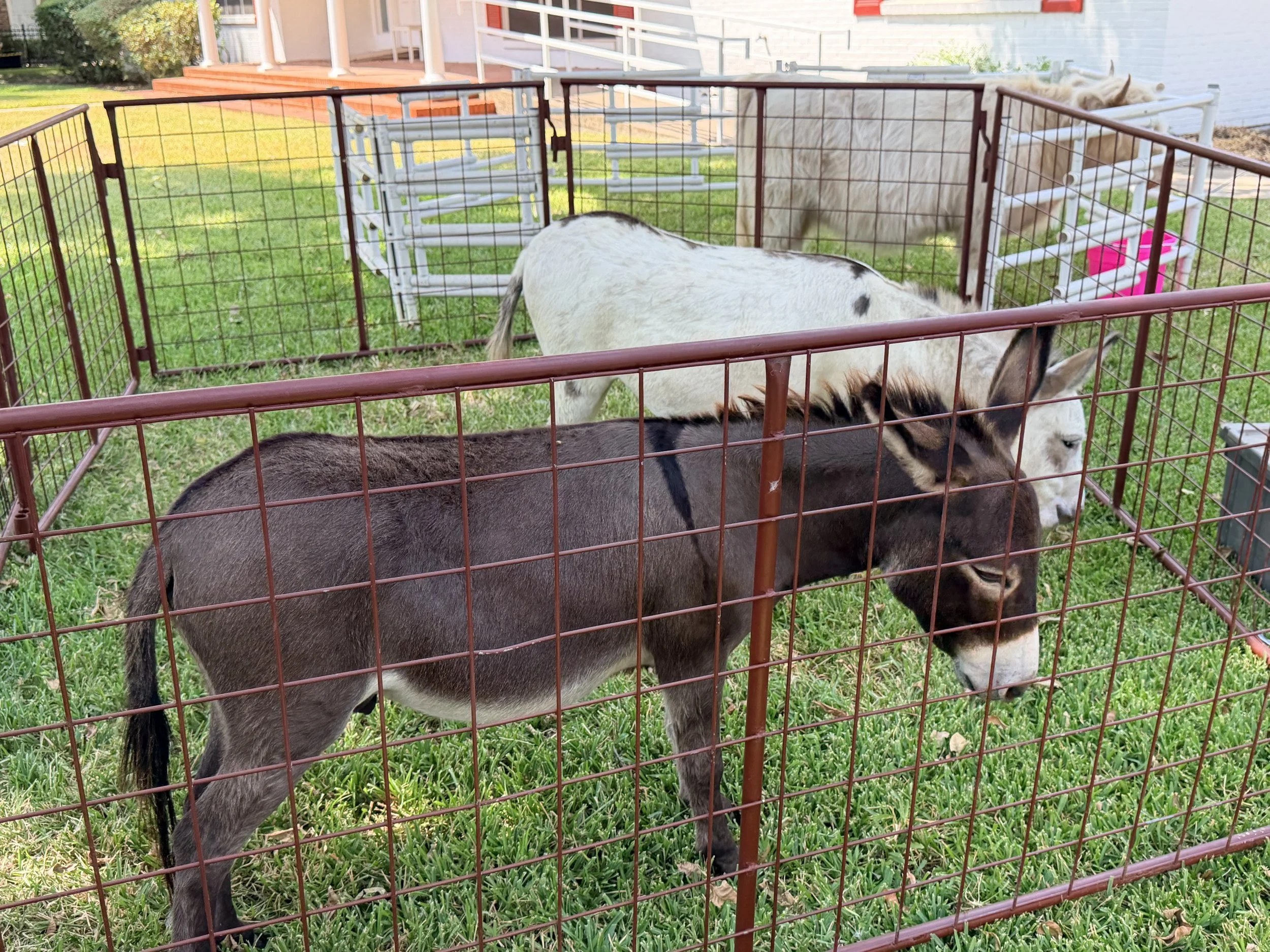 Two donkeys, one black and white and one tan, are inside a fenced yard with green grass. A house with a porch and steps is visible in the background.