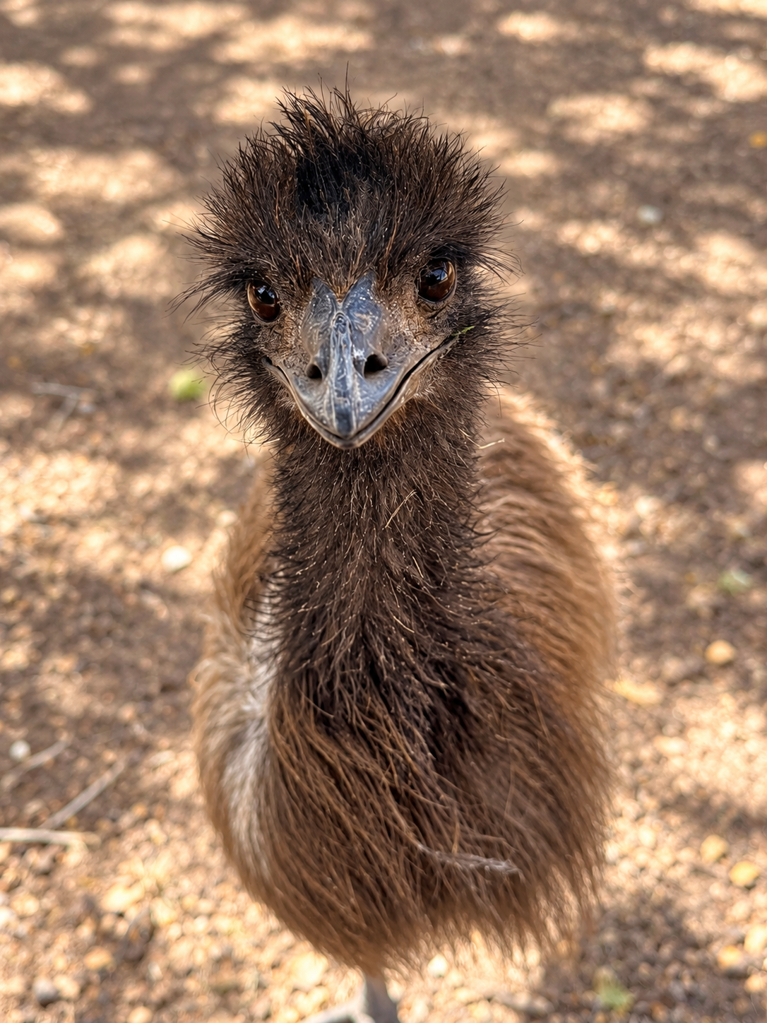 Close-up of a young emu bird standing on dirt ground, facing the camera.