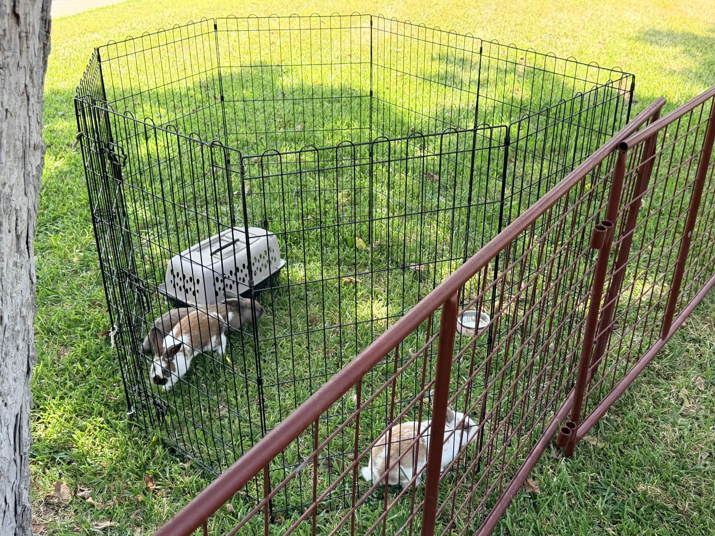 A fenced outdoor enclosure with grass, containing a rabbit near a plastic pet carrier and a water bowl, with trees and greenery in the background.