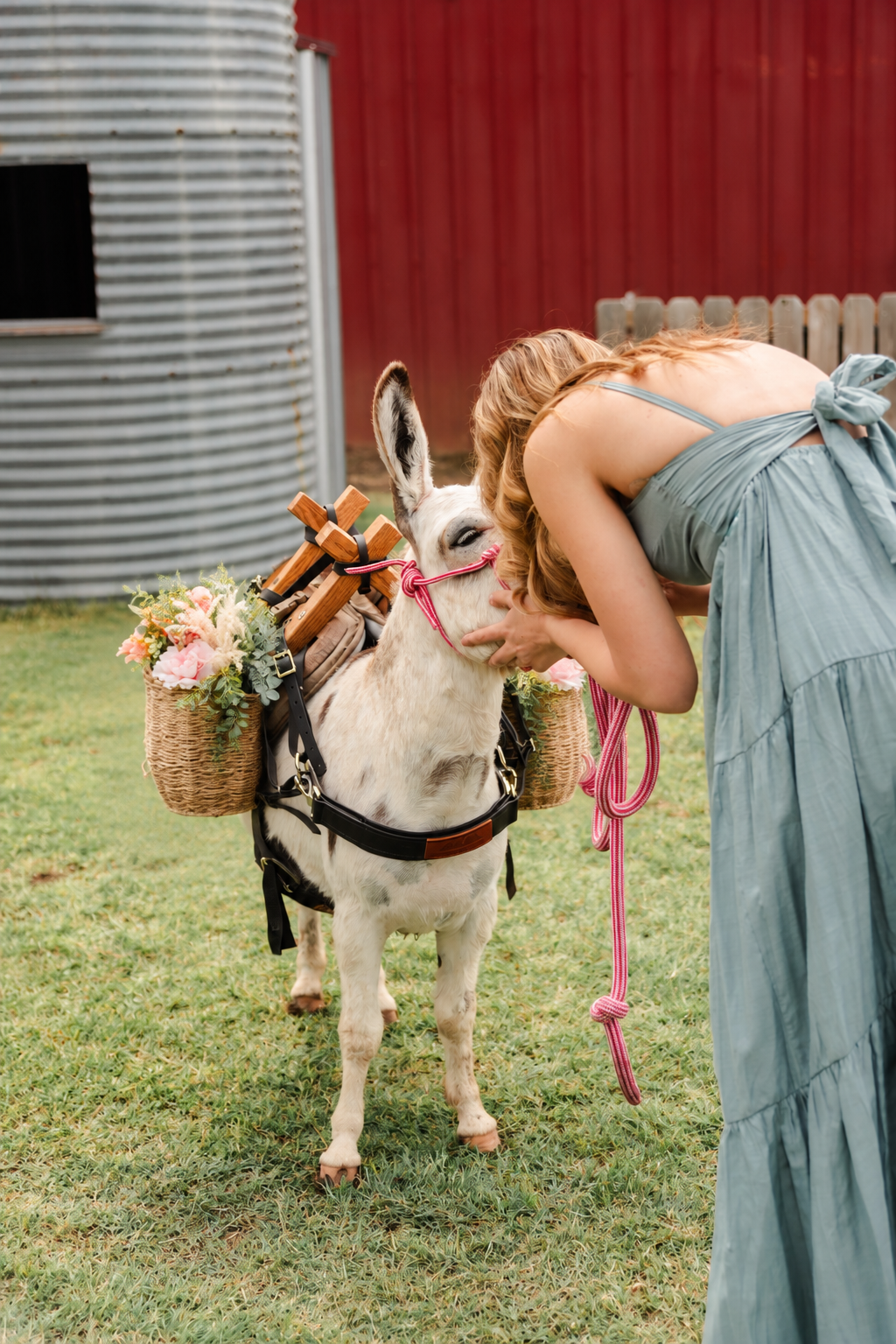 A woman in a light blue dress kissing a white donkey with a floral basket on its back, outdoors in front of a red barn.