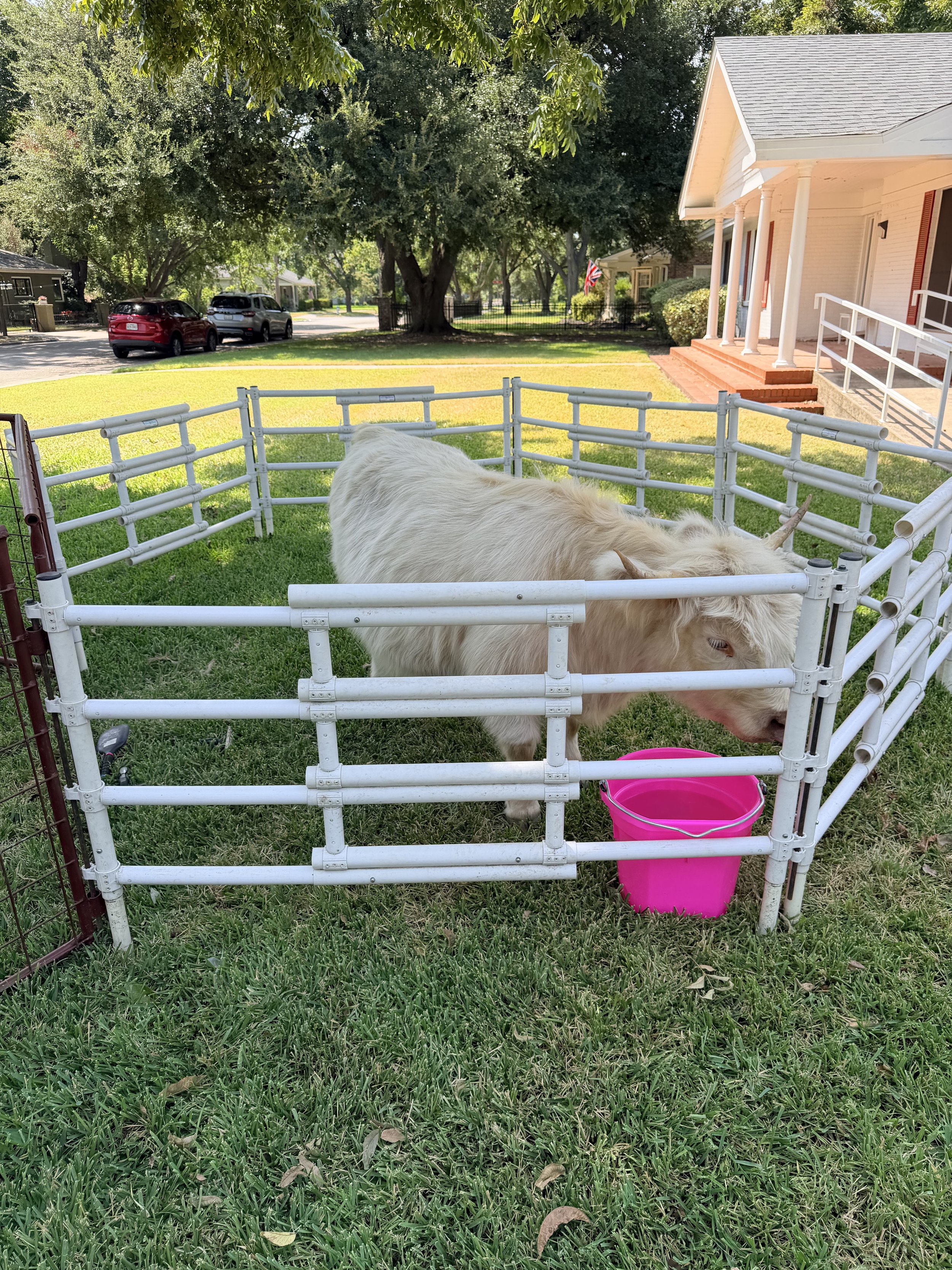 A small white animal, possibly a goat, lying down inside a white fenced enclosure on a grassy lawn, with a pink bucket nearby, in front of a house with a porch, brick stairs, and an American flag, in a suburban neighborhood with trees and cars parked