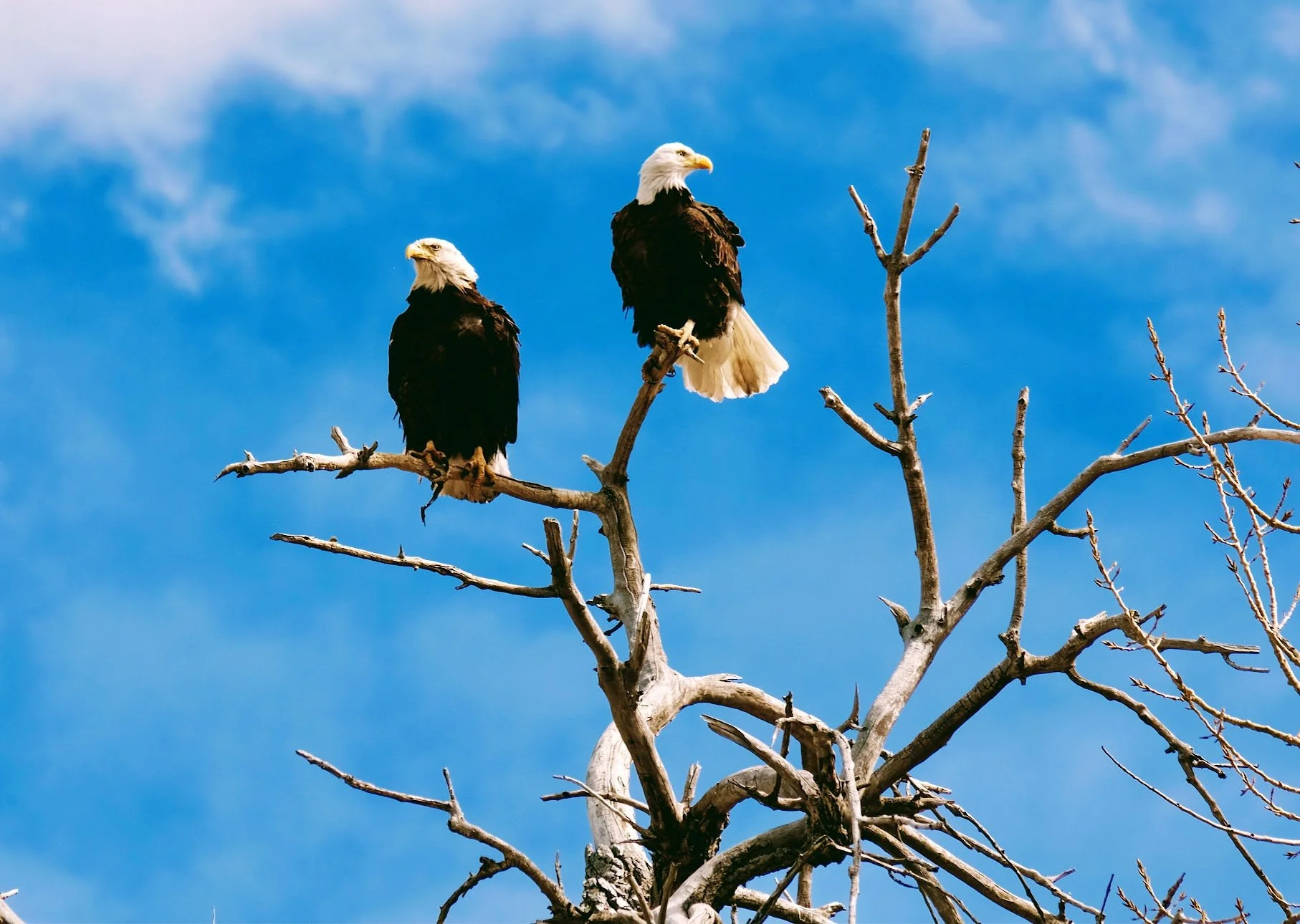 Two bald eagles perched in a bare tree