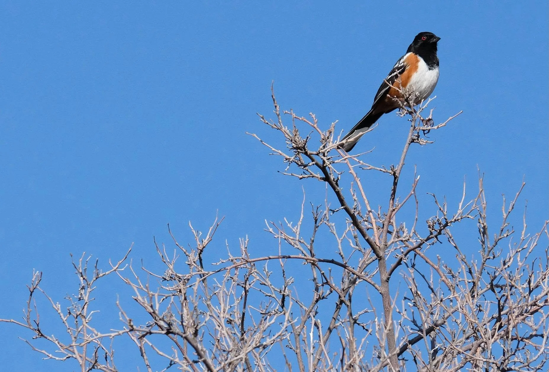 Bird perched on bare branches against blue sky