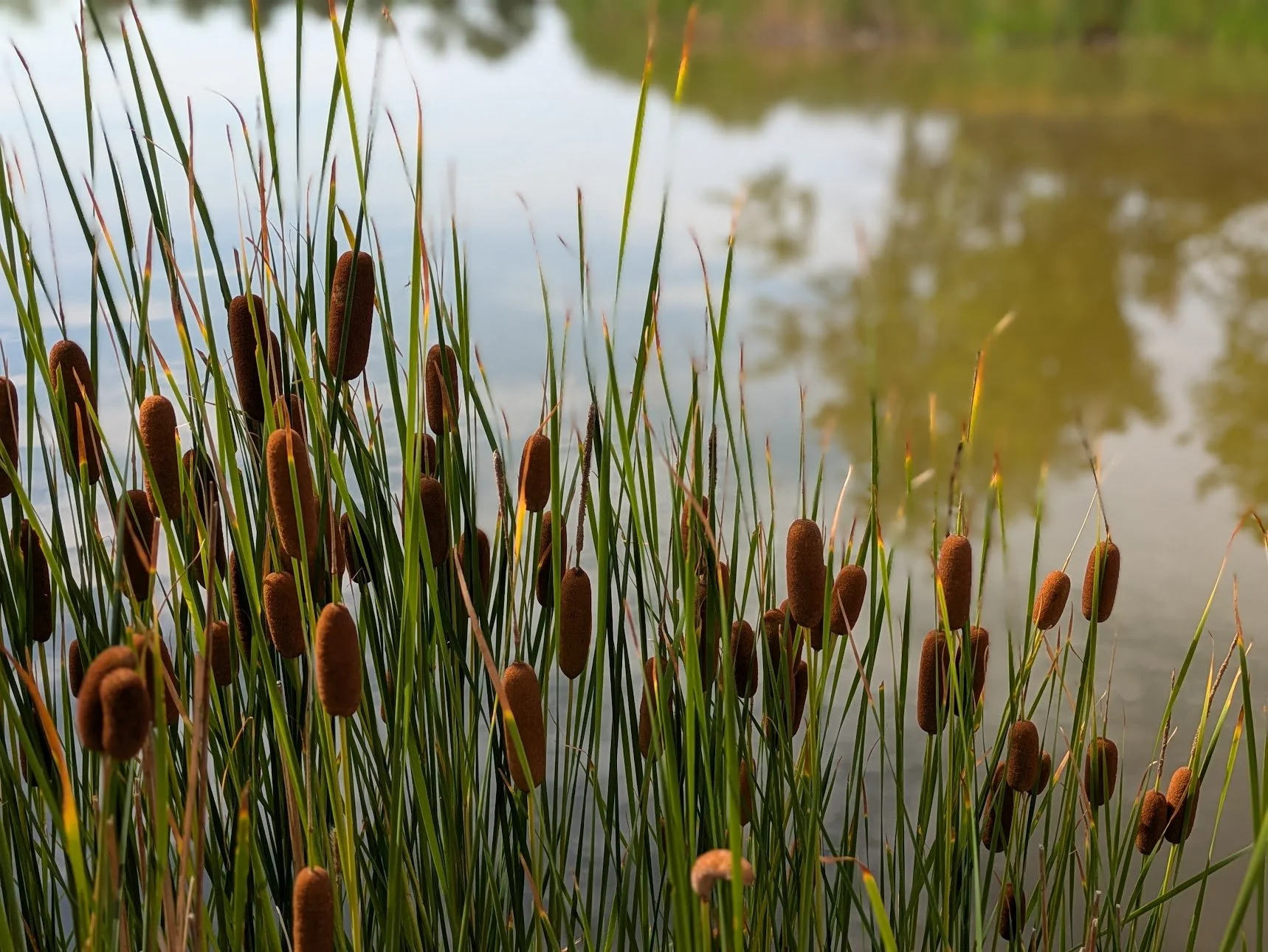 Cattails beside still water