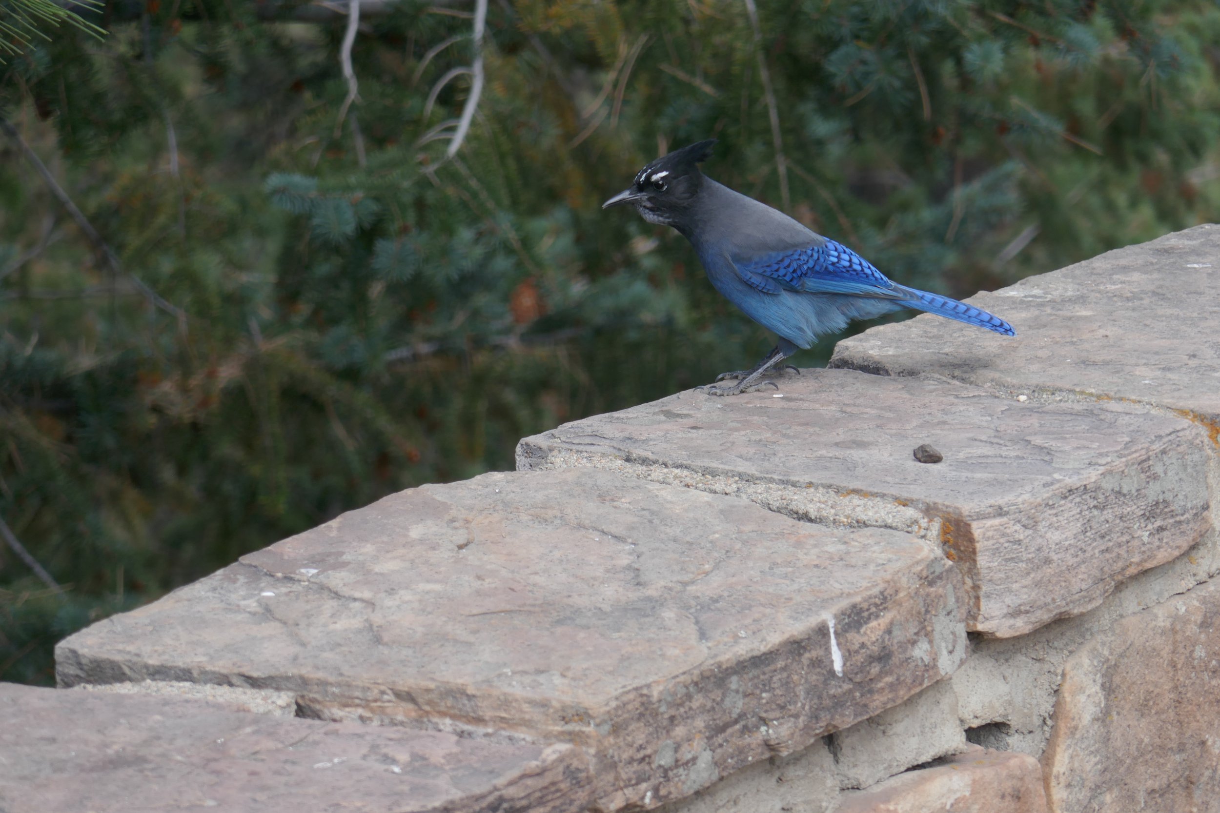 Steller's jay perched on a stone wall