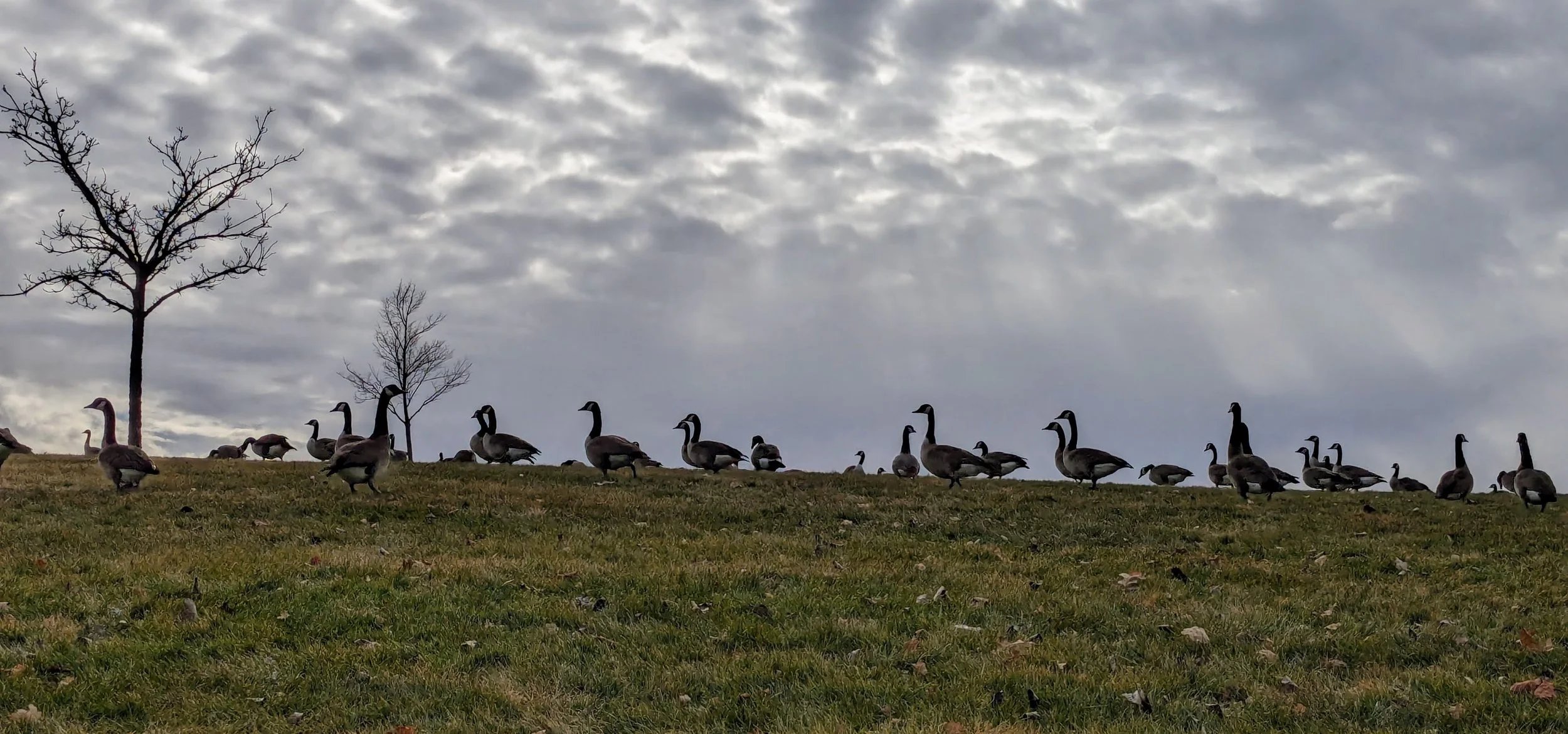 Geese crossing a grassy ridge beneath a dramatic cloudy sky