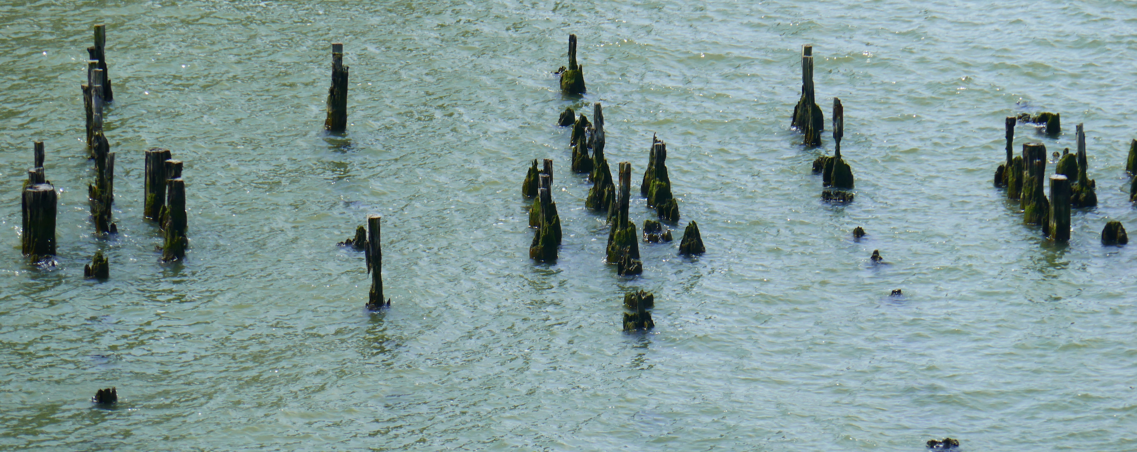 Weathered wooden pilings rising from the Hudson River