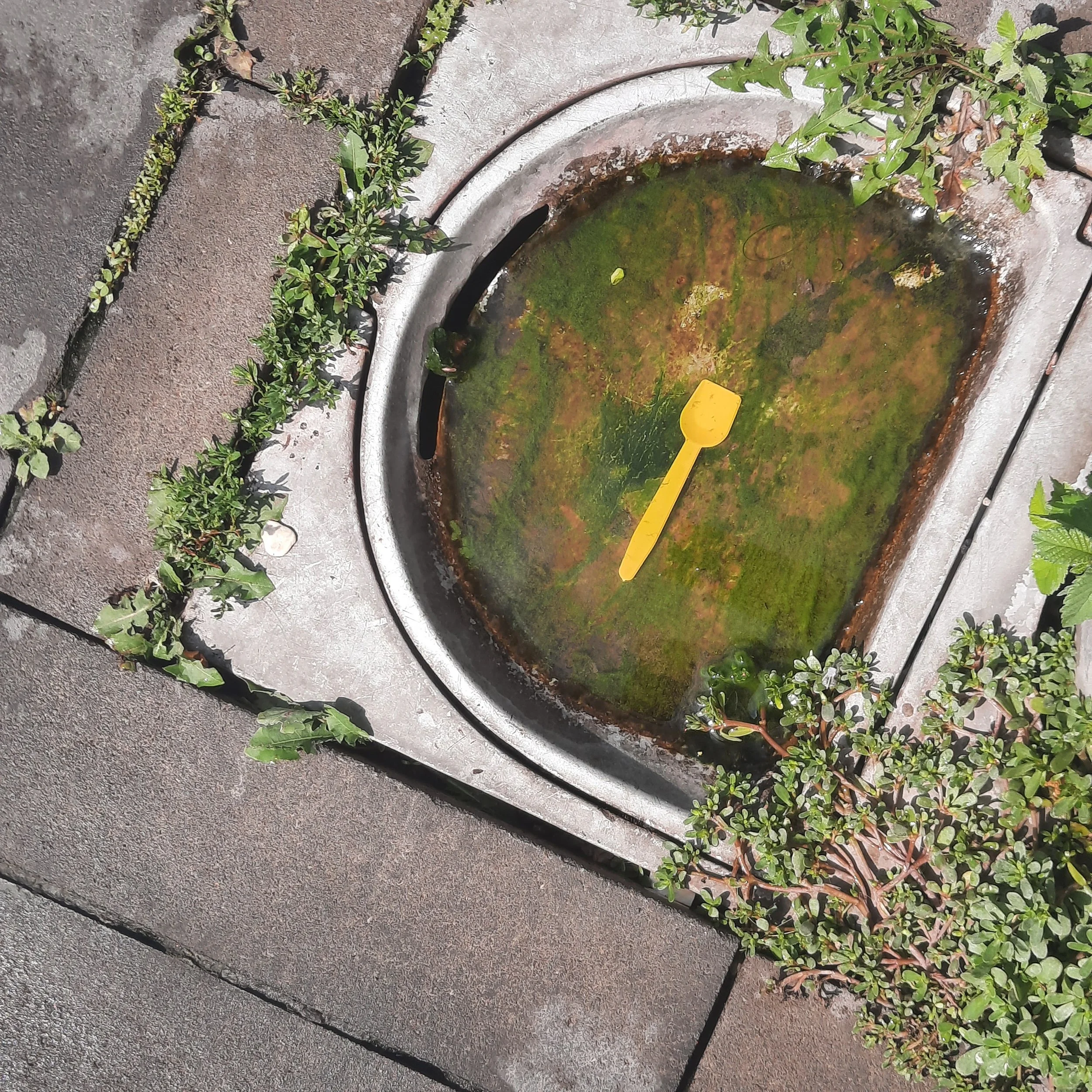 Close-up of a garden pond with algae and water plants, surrounded by a brick border and greenery.