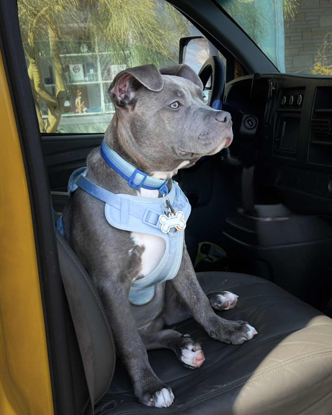 Max, a young dog with a gray and white coat sitting in the driver's seat of a vehicle, looking out the window with a calm expression during a AAA Moving & Delivery job.