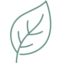 Simplified line drawing of a single leaf