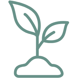 Line drawing of a small plant with two leaves growing from soil