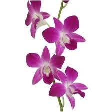 Orchid Financial Services