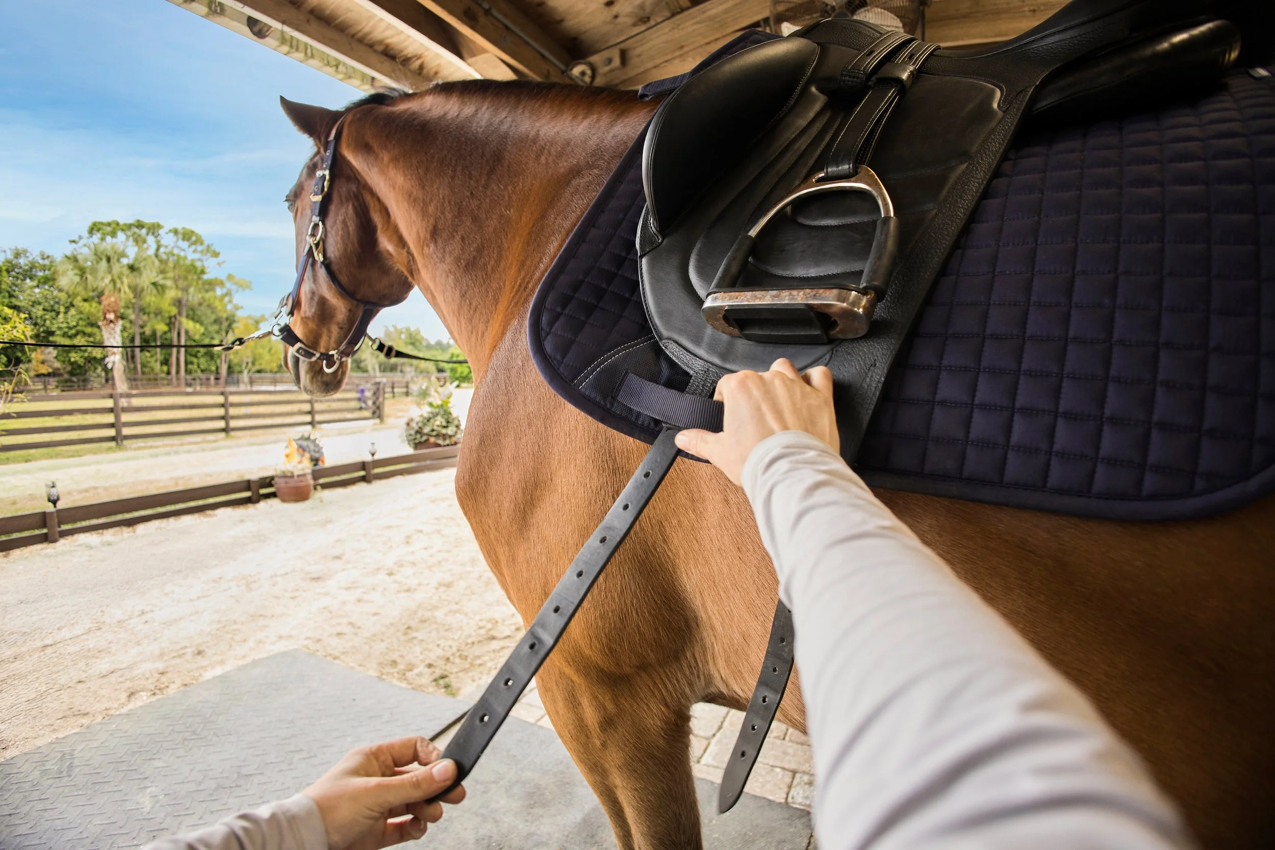 2340150_IMC_PH-Equine2026Platform_20260212_34103.jpg