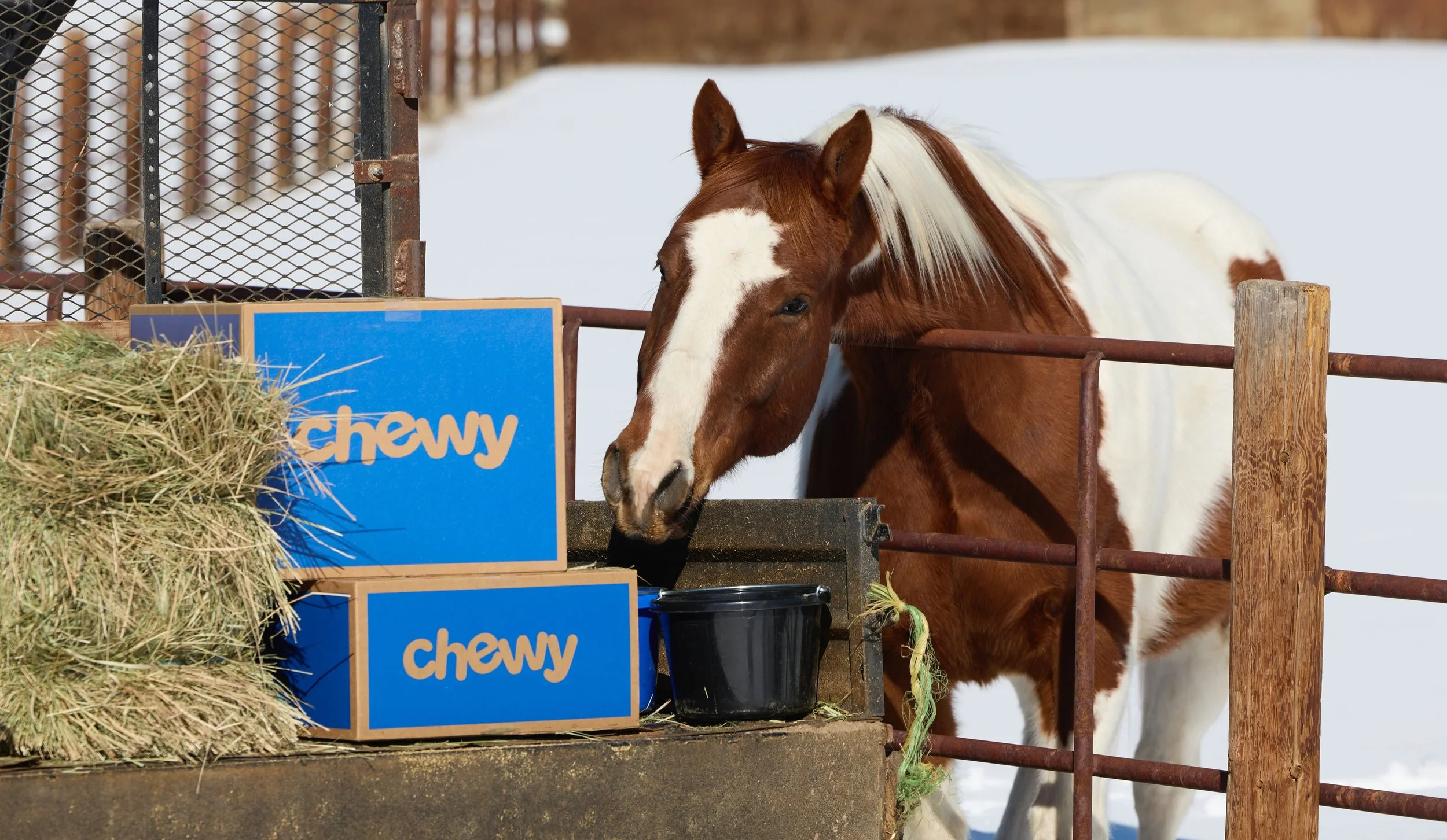 2360500_IMC_DTS-Equine2026AssetLibraryShoot-Winter_20260205_04997.jpg