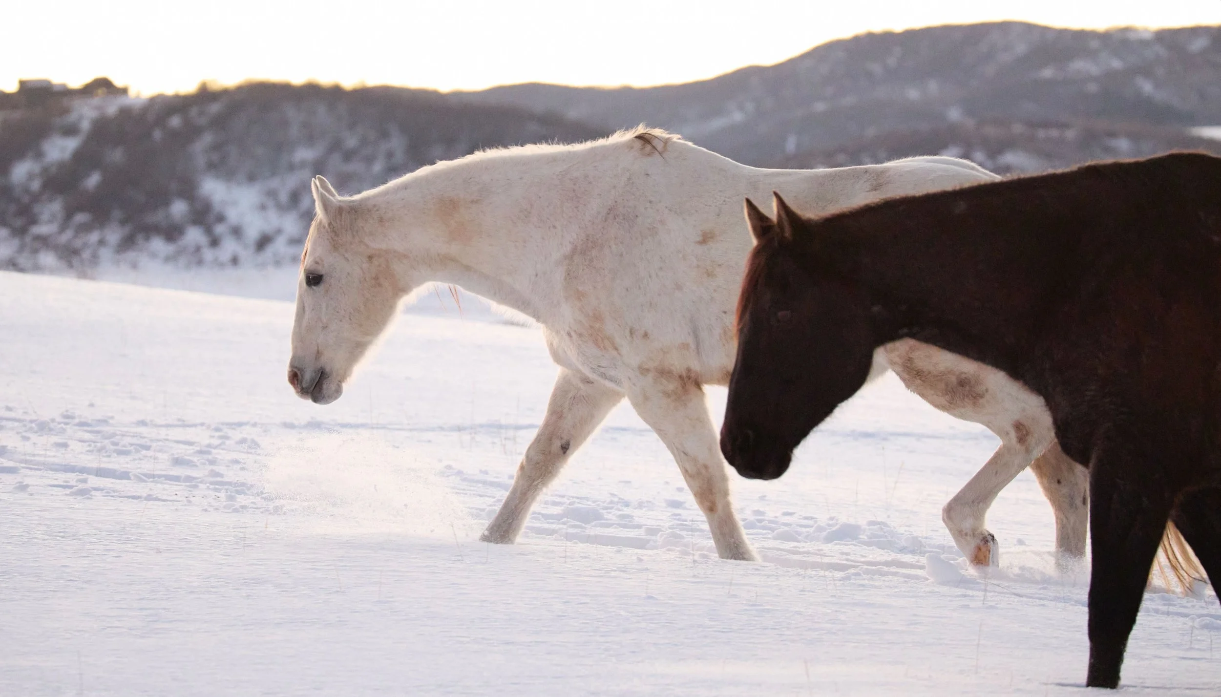 2360500_IMC_DTS-Equine2026AssetLibraryShoot-Winter_20260205_07620.jpg