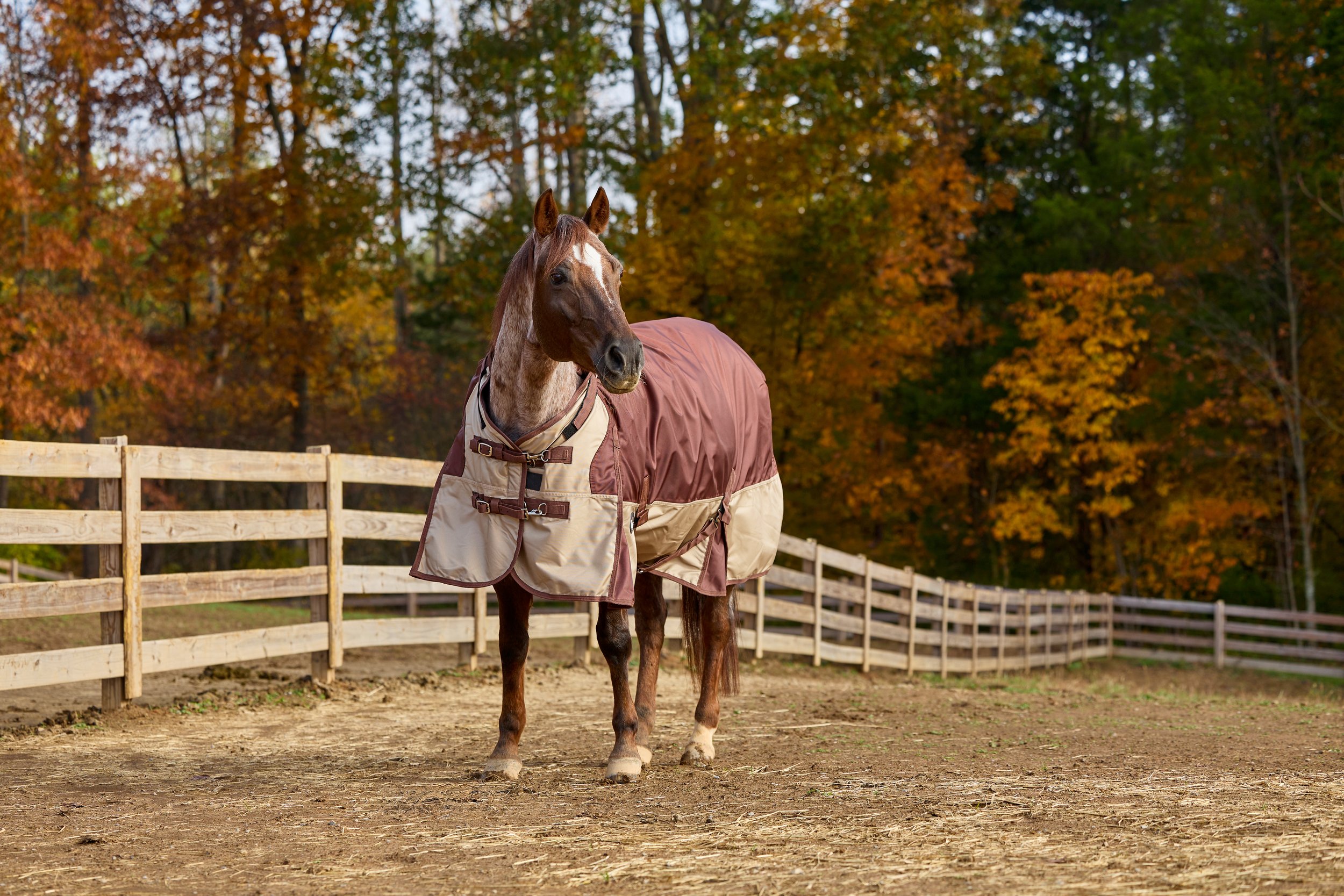 2355050_IMC_DTS-Equine2026AssetLibraryShoot-Fall_20251104_03956.jpg