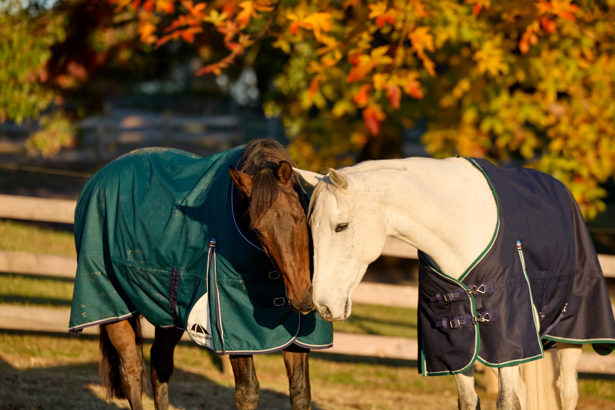 2355050_IMC_DTS-Equine2026AssetLibraryShoot-Fall_20251103_03372.jpg
